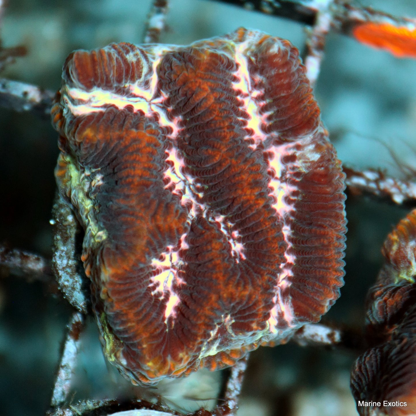 Frag Pack #1 (10 assorted frags)