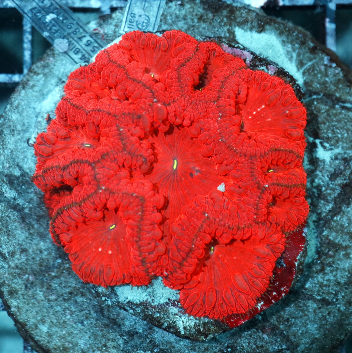 Blastomussa Wellsi
