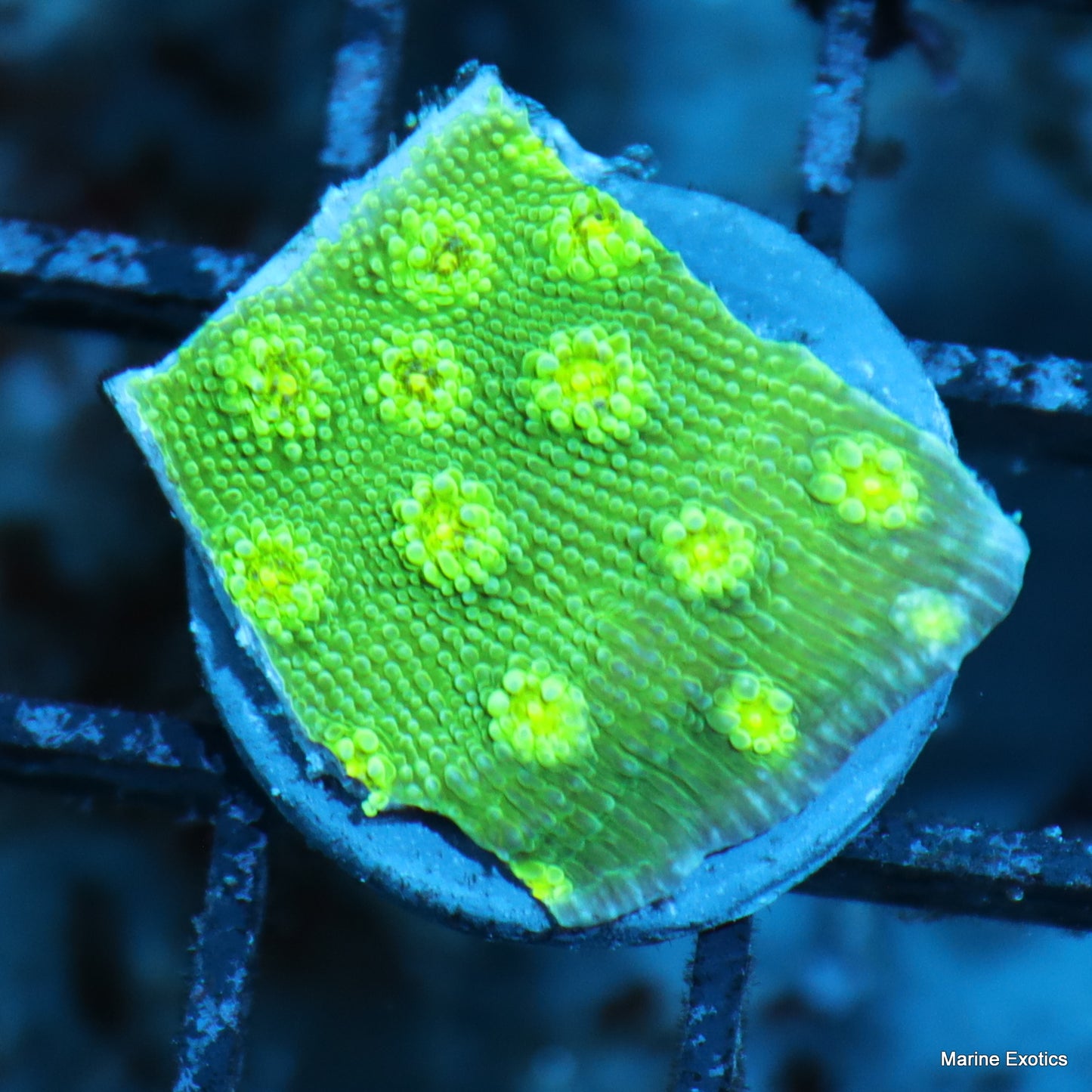 Frag Pack #1 (10 assorted frags)