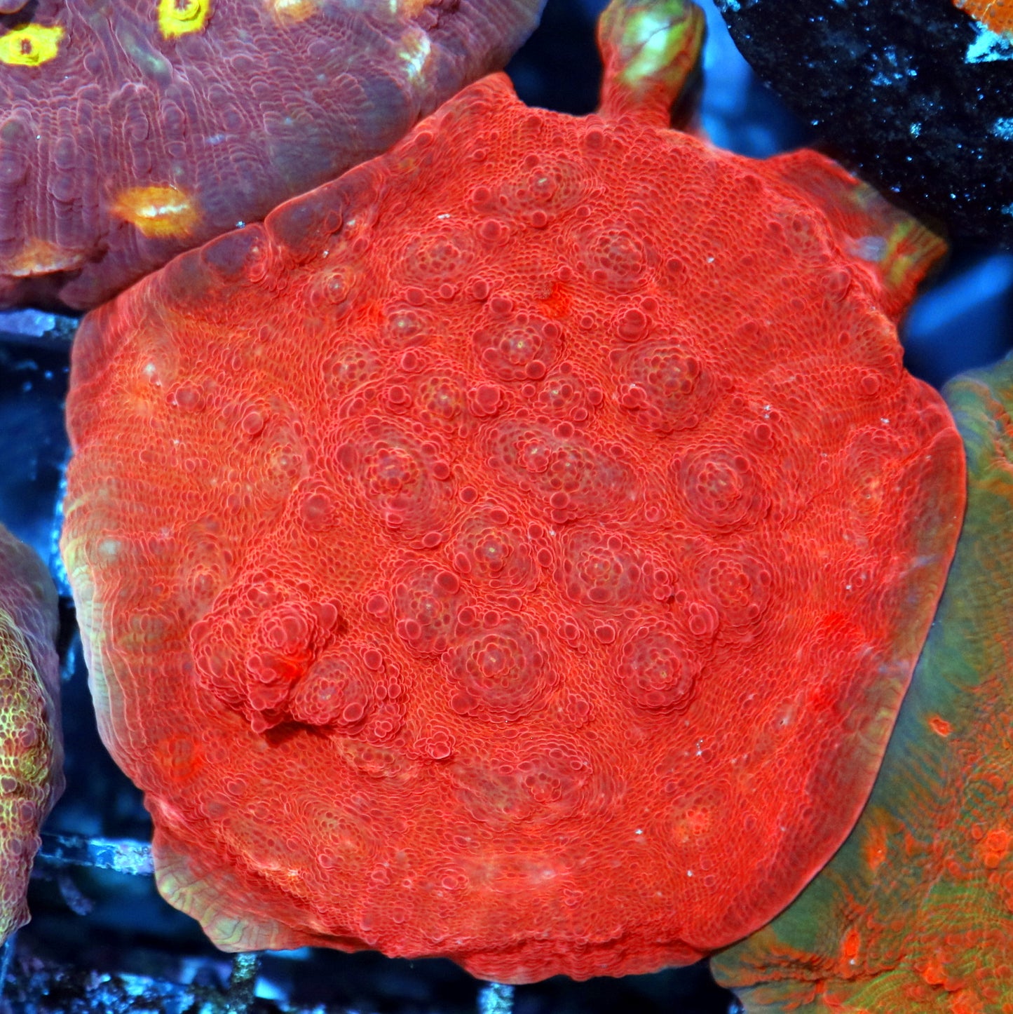 Chalice metallic red