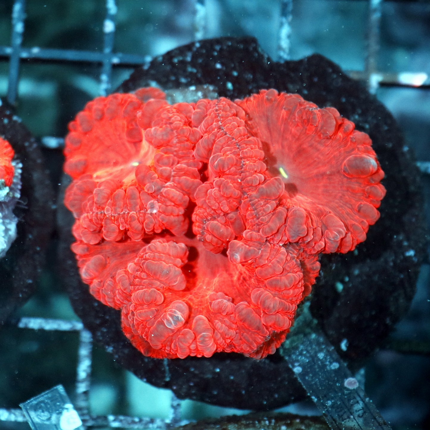 Blastomussa Wellsi