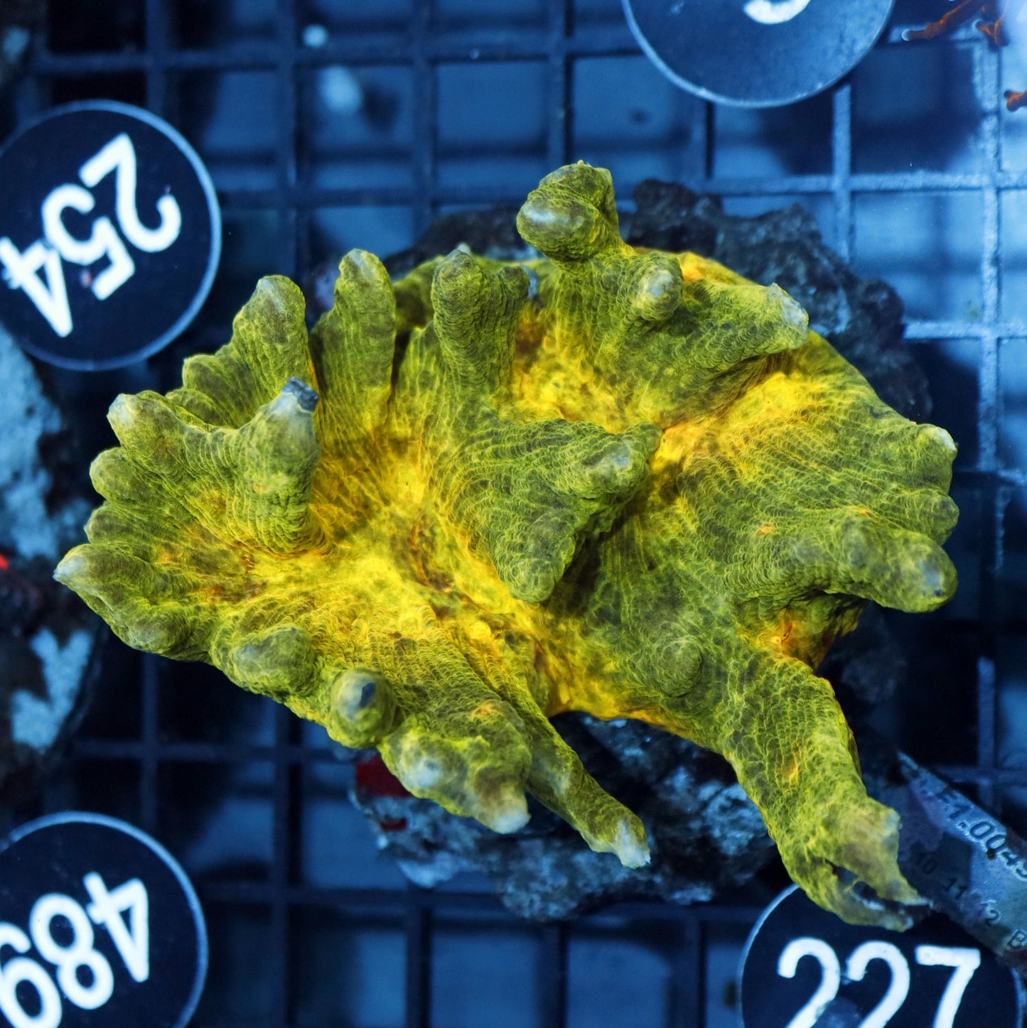 PECTINIA GRADE A BK227