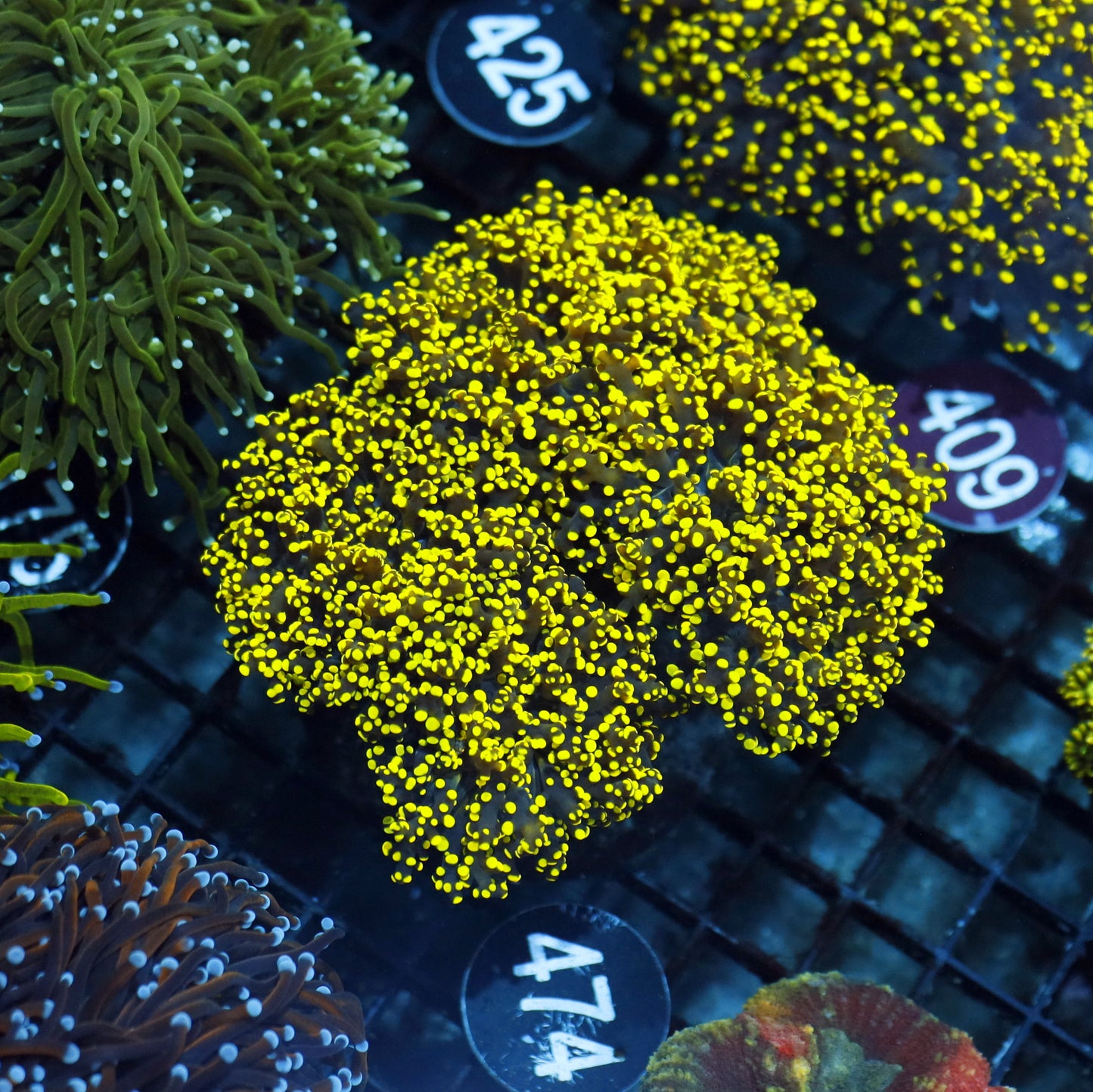 FROGSPAWN BANCHING GOLD BK474