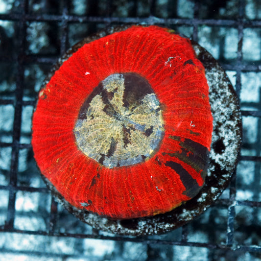 Trachyphyllia