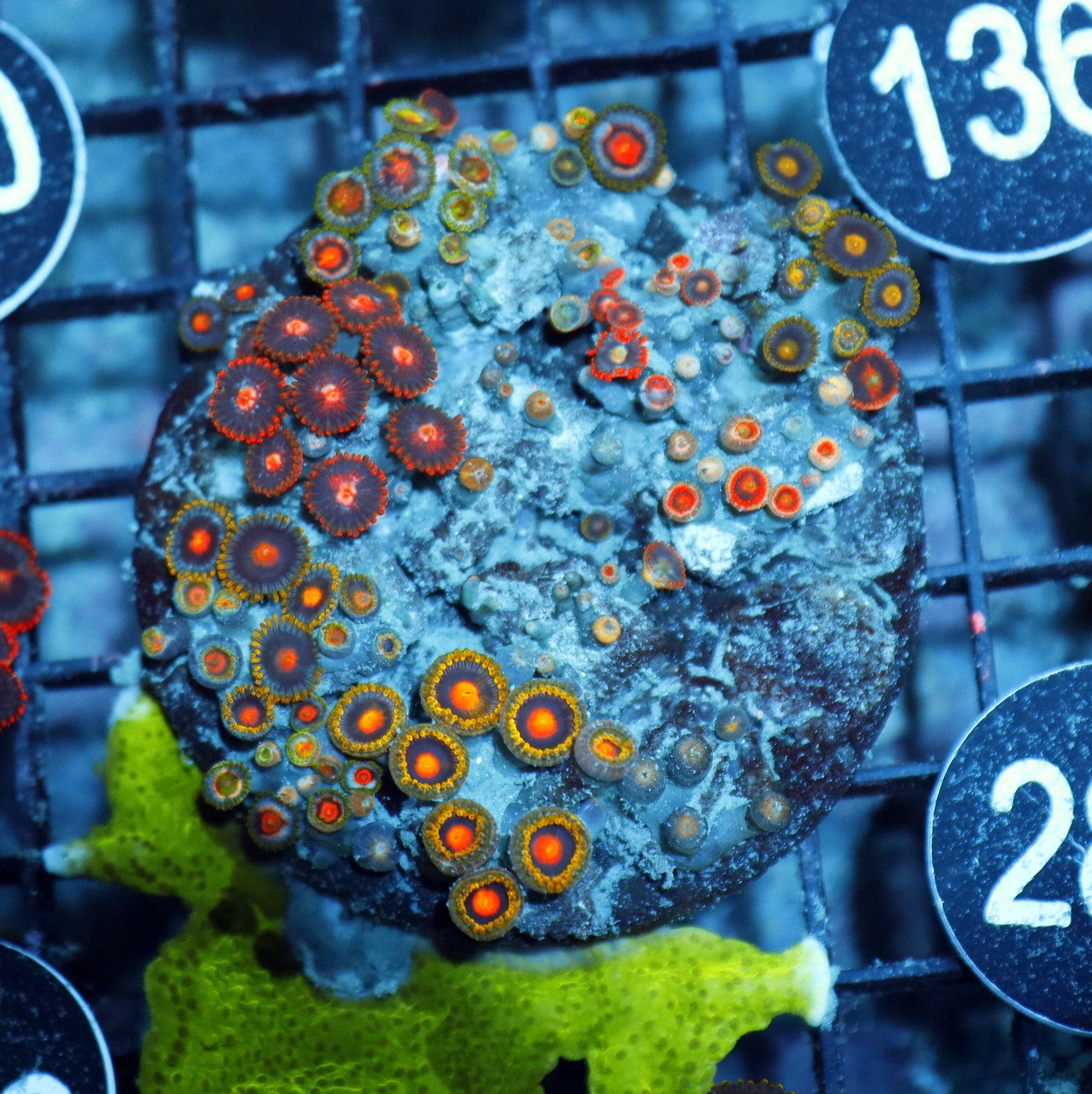 Zoanthid Combo Bk286