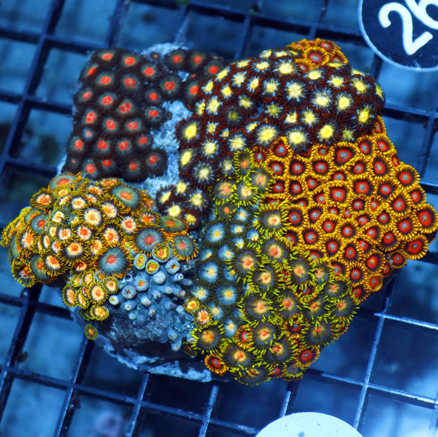 ZOANTHID COMBO