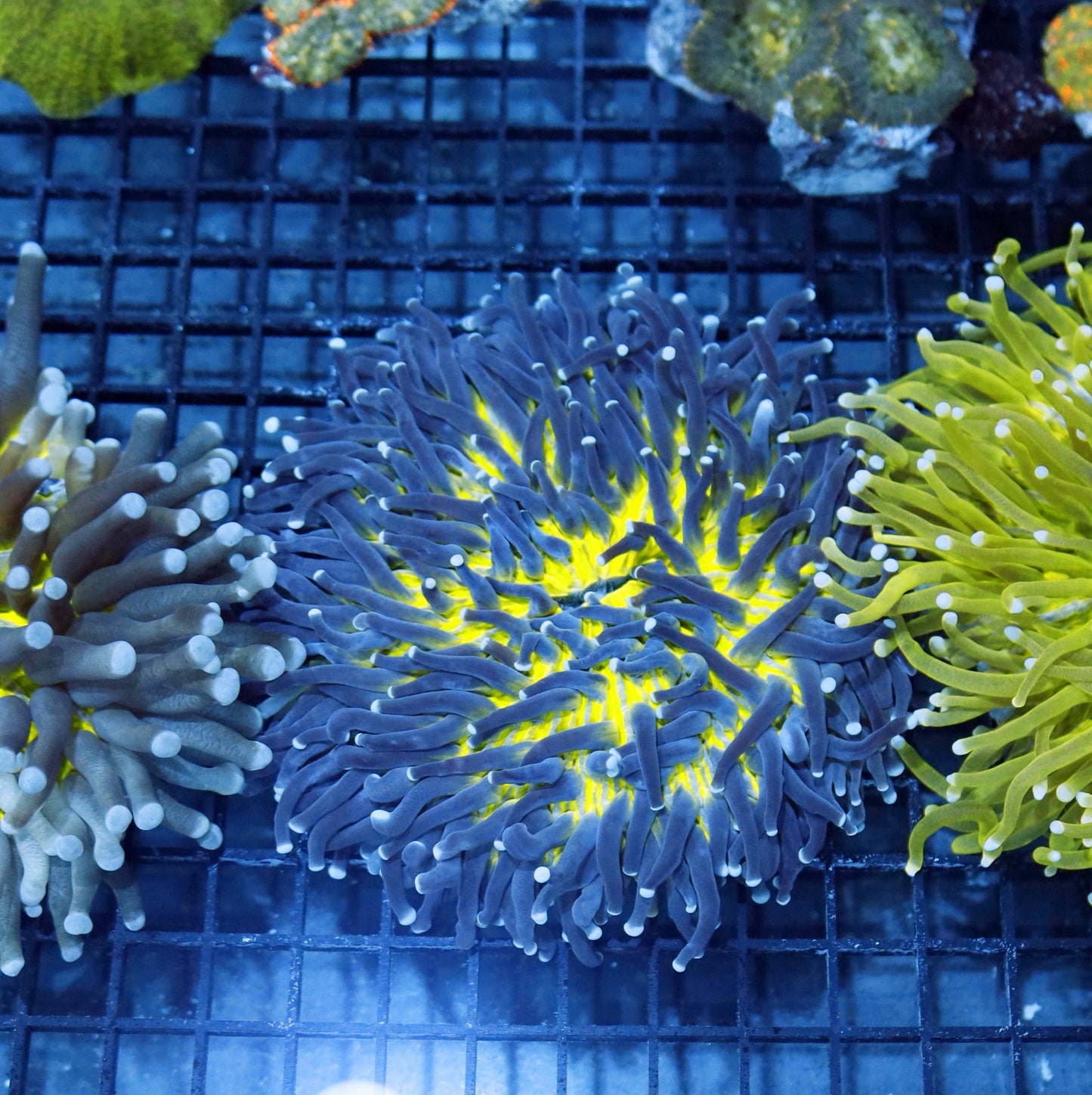 Plate long tentacle