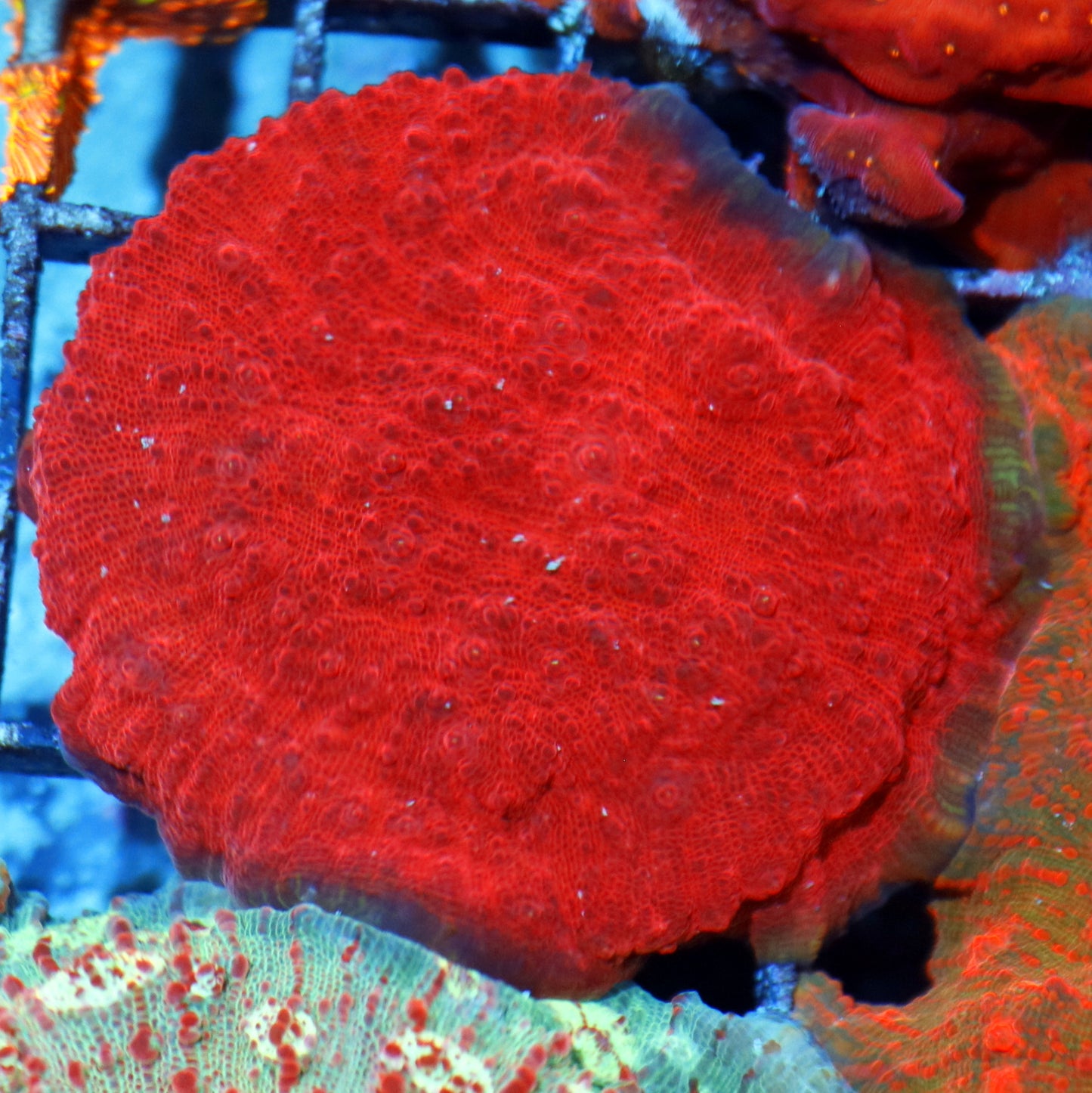 Chalice metallic red