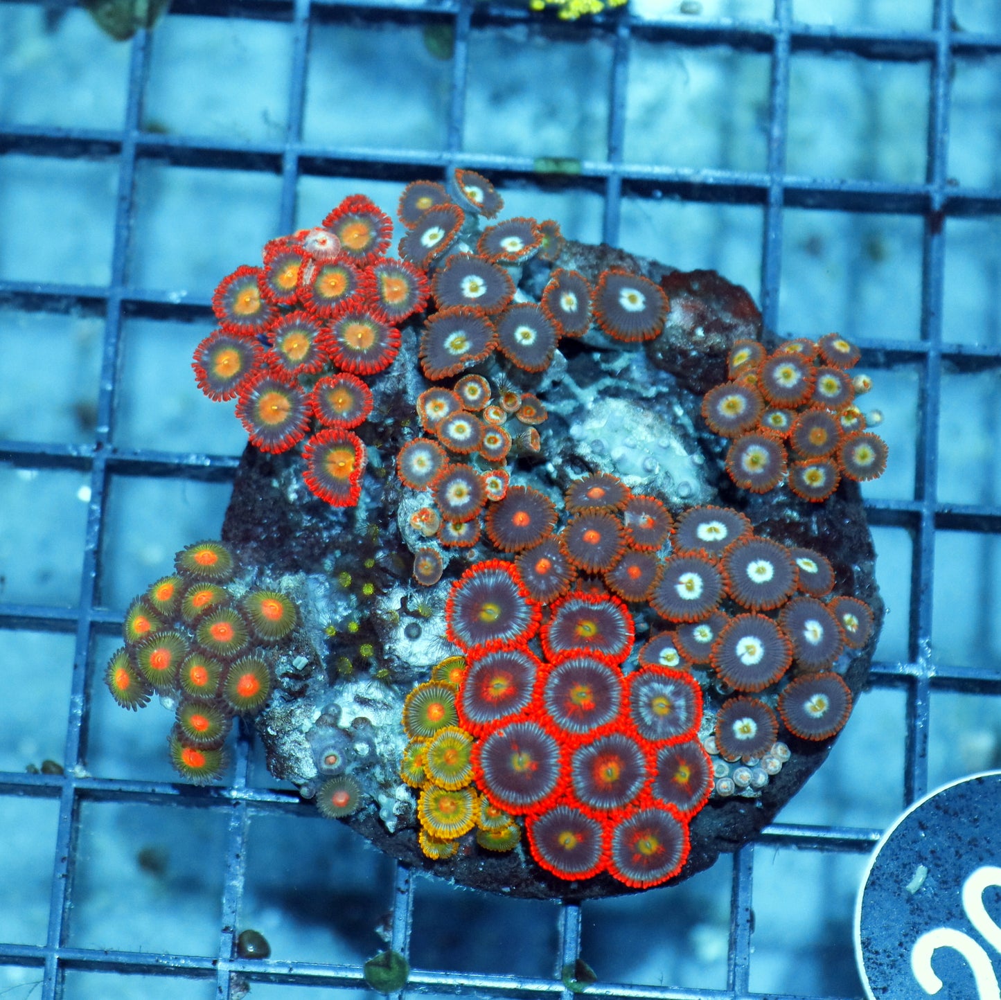 ZOANTHID COMBO BK260