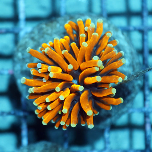 Torch Tiger Banana