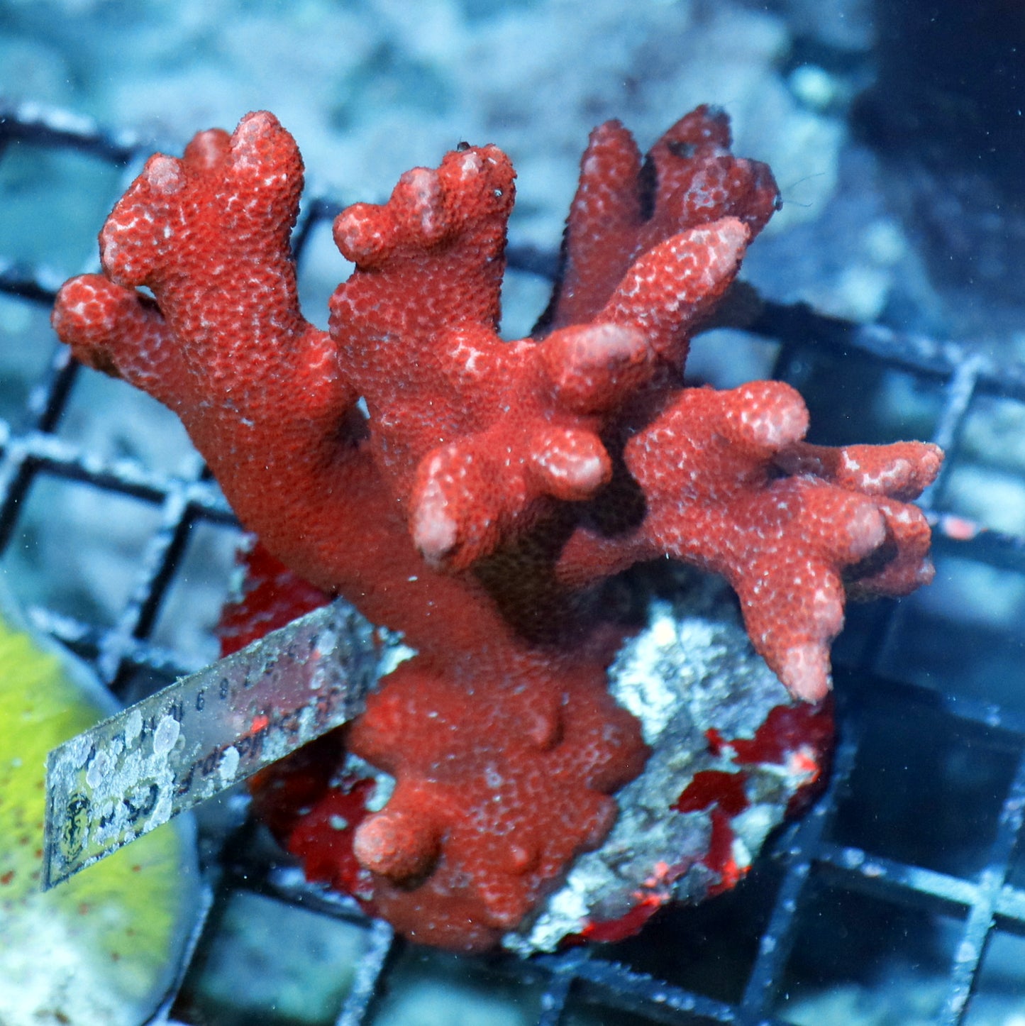 Digitata red