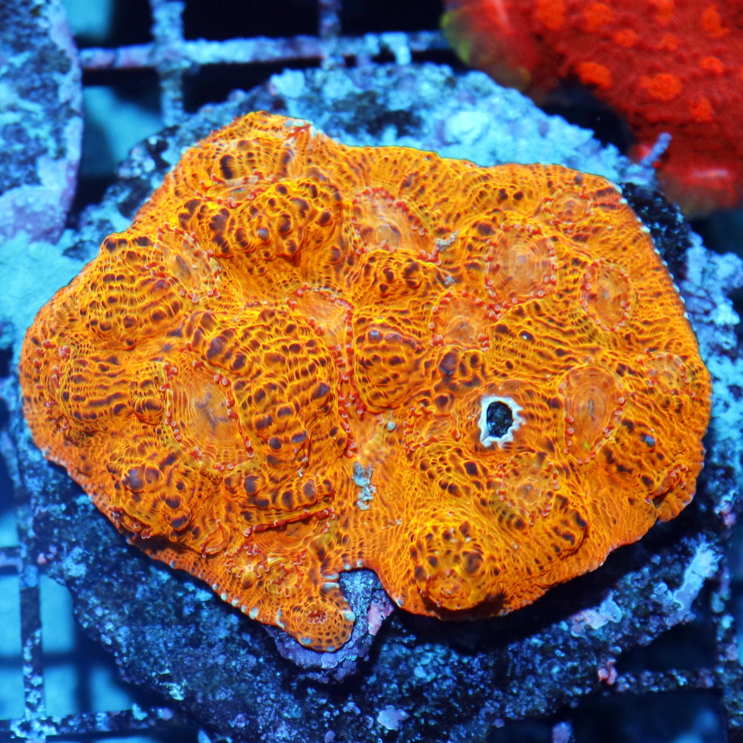 Chalice Gold echinophyllia