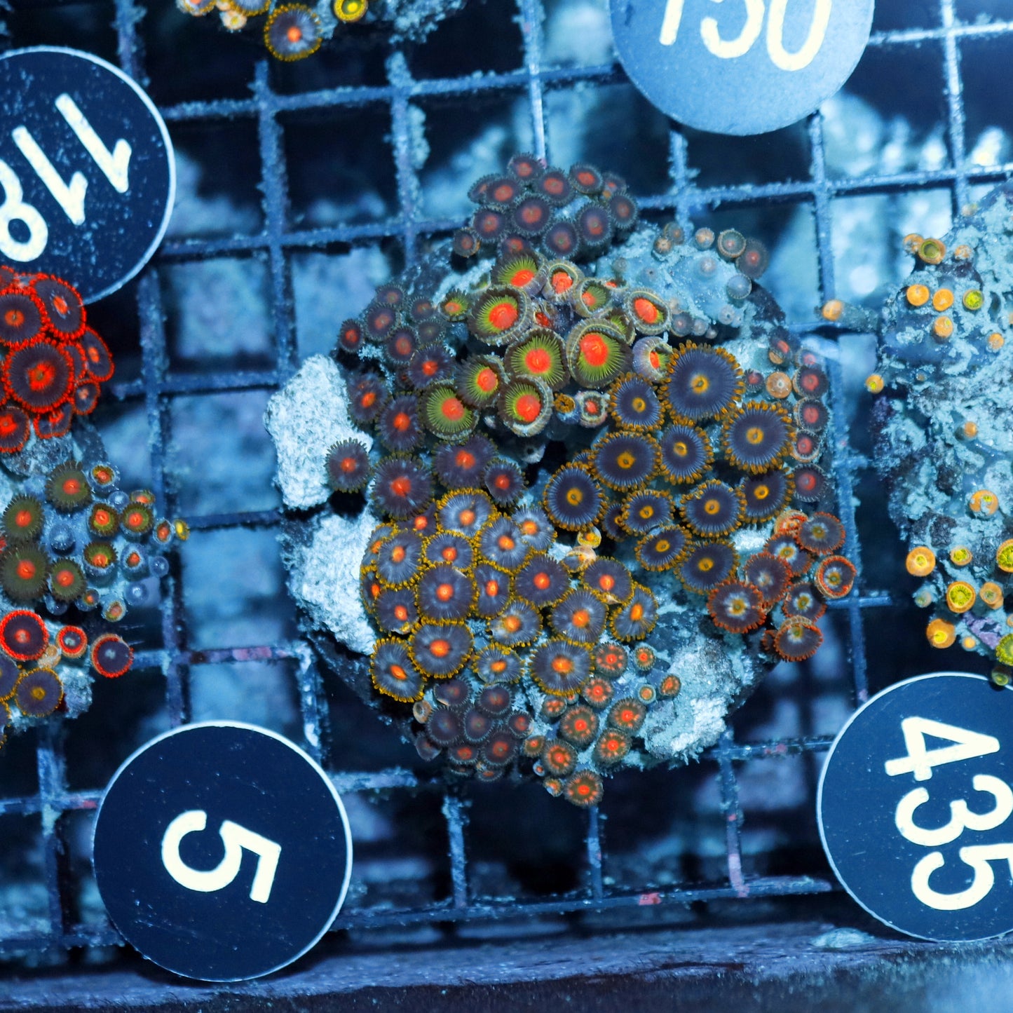 Zoanthid Combo Bk435