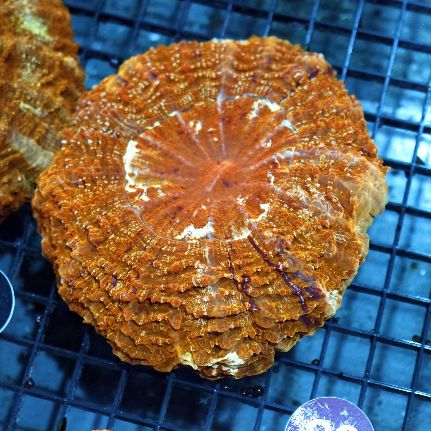 ACANTHOPHYLLIA METALLIC ORANGE\GOLD