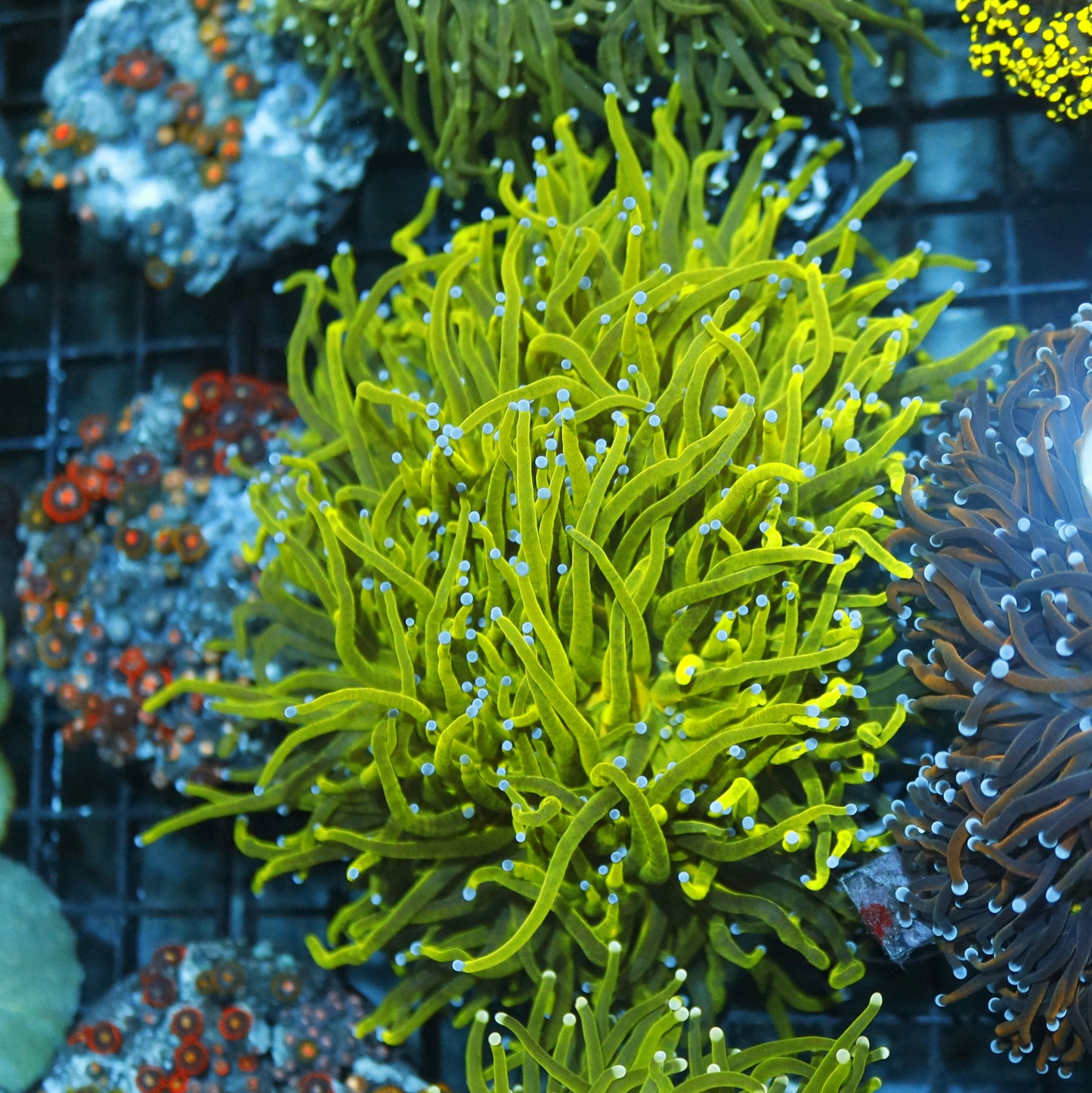 TORCH METALLIC GREEN BK304