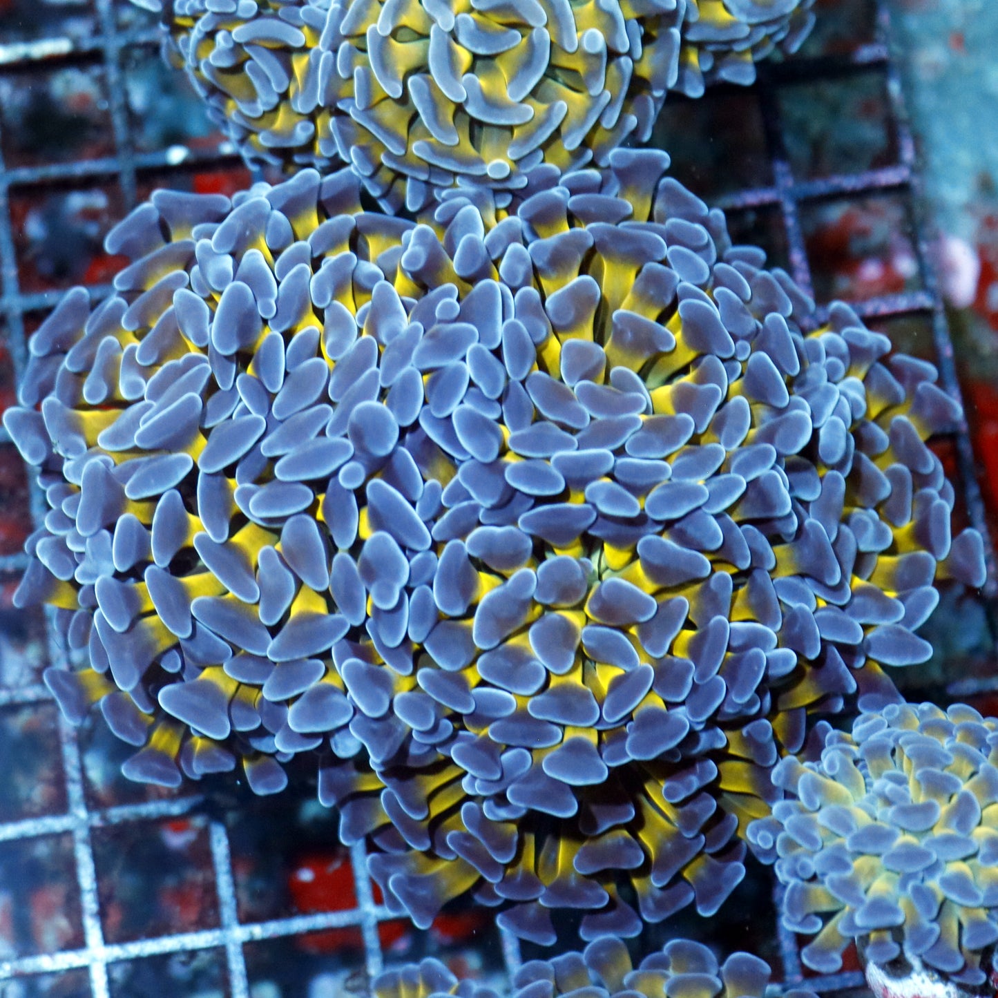 Hammer Metallic Purple Tips