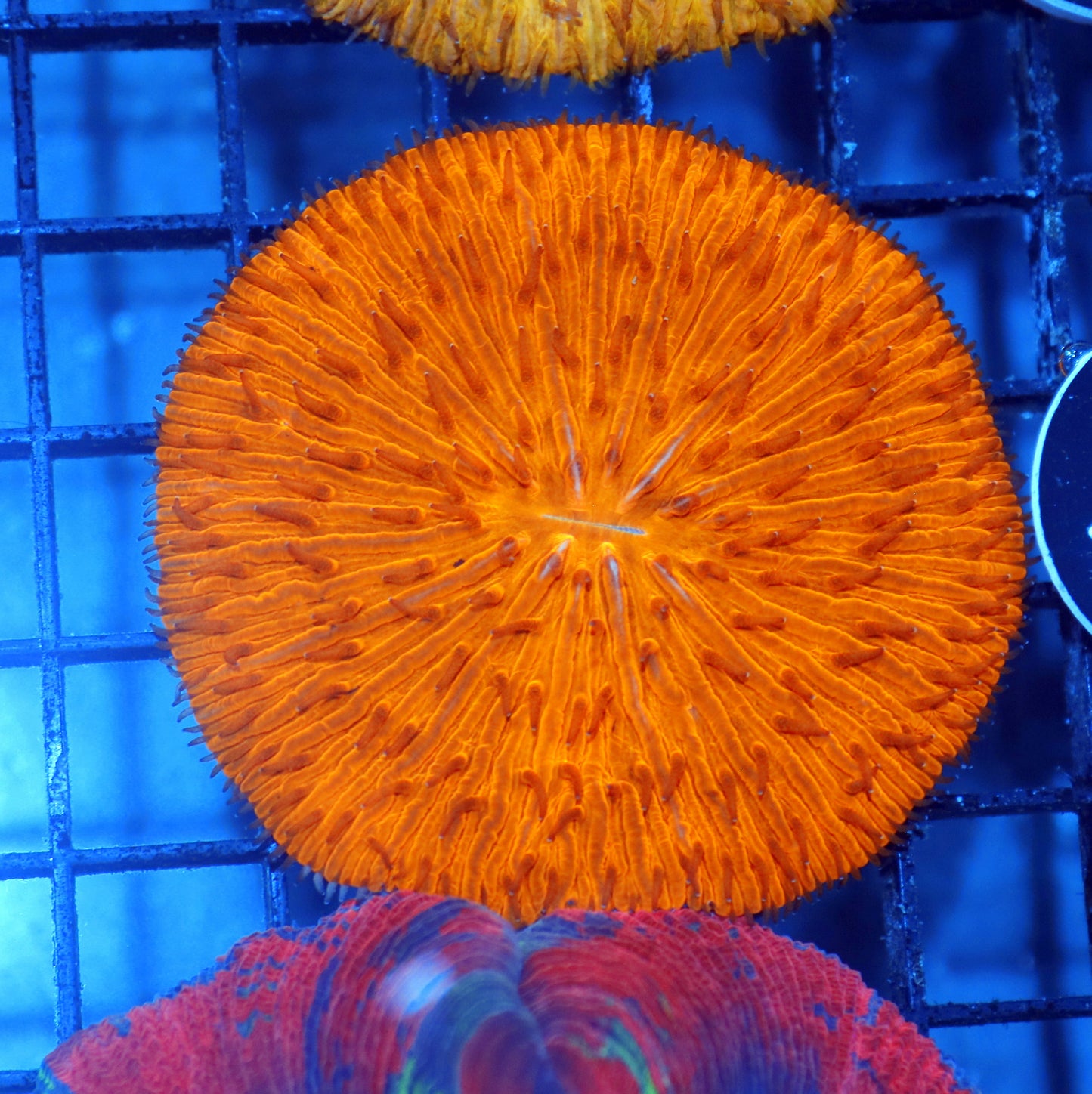 Plate Orange metallic BK324