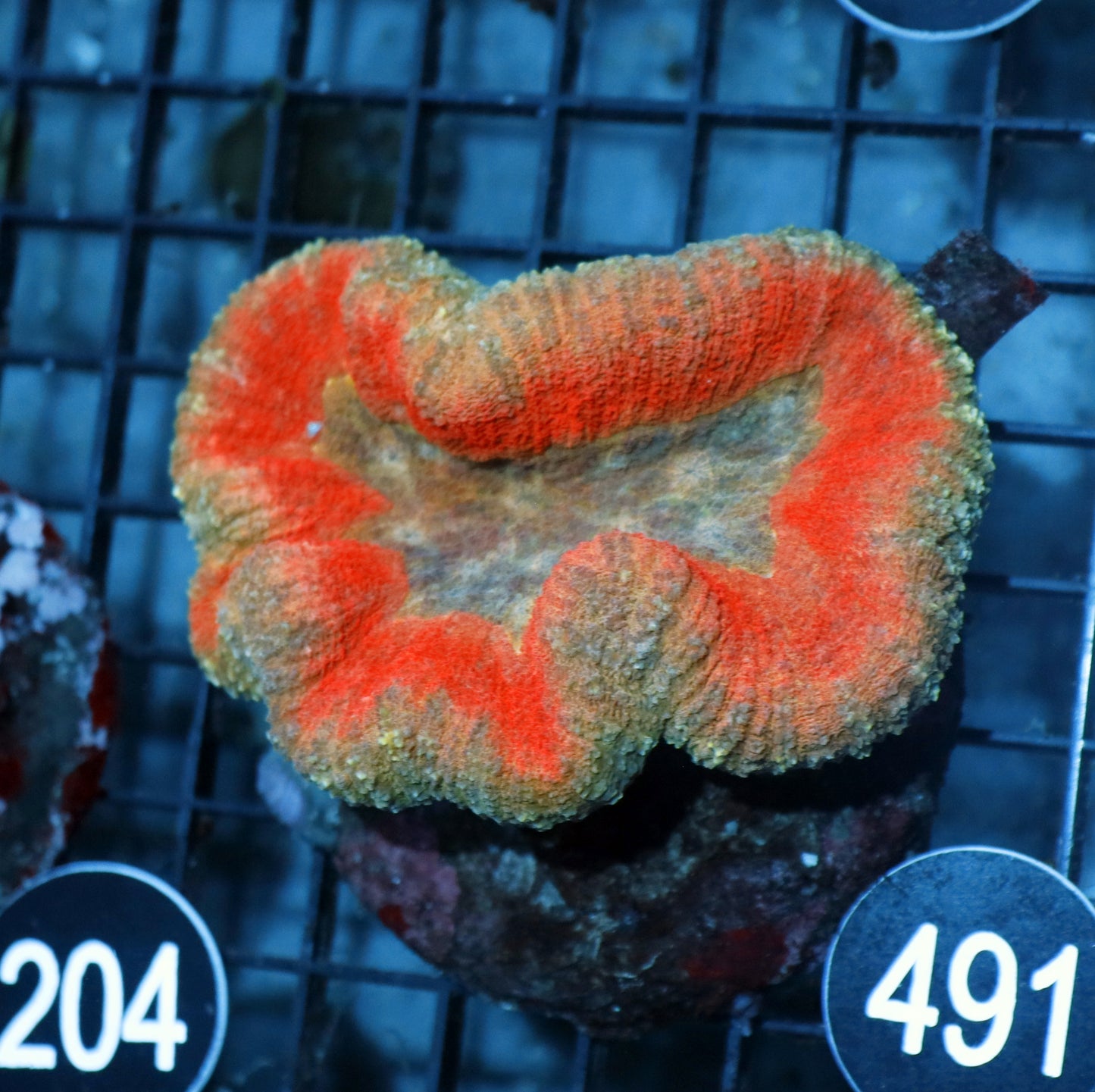 LOBOPHYLLIA RAINBOW BK491