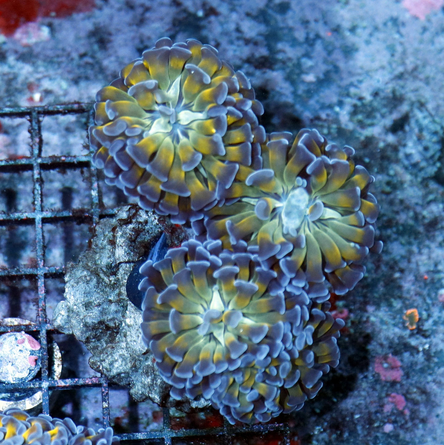 Hammer Metallic Purple Tips