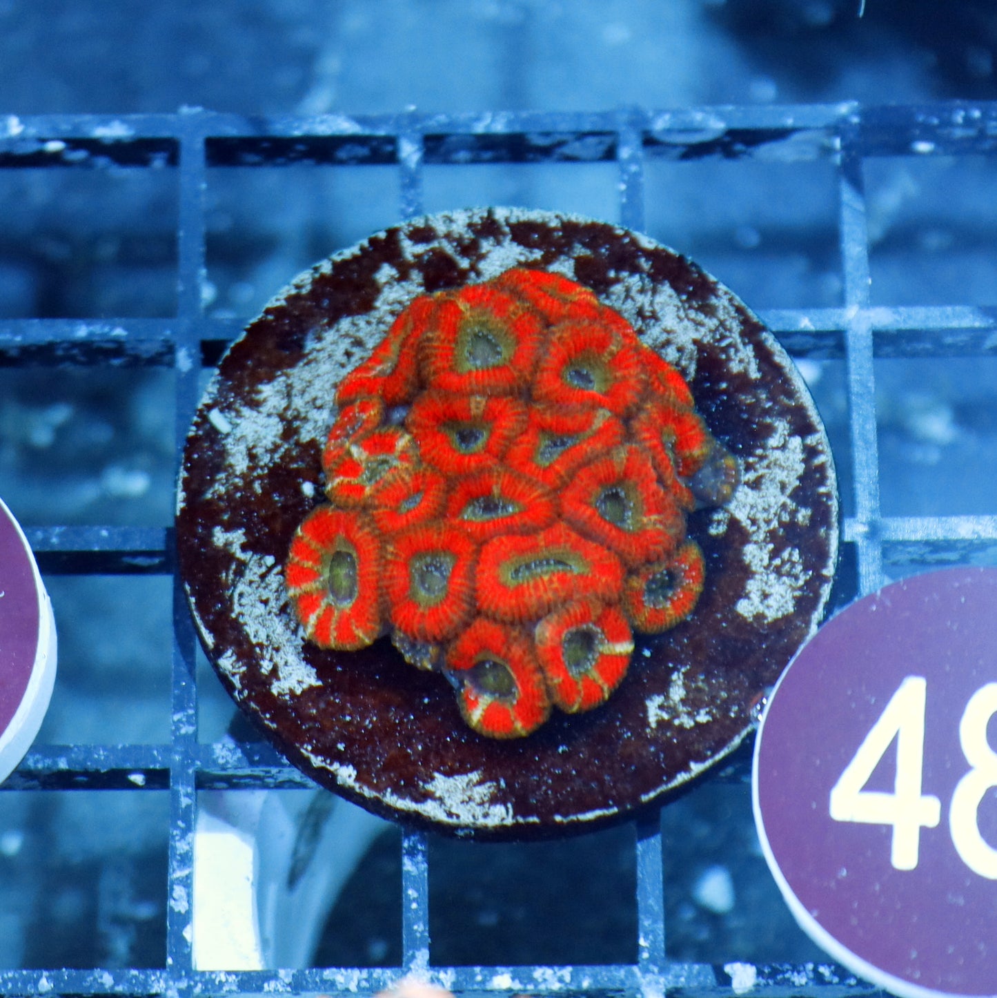 Micromussa green eyes R485