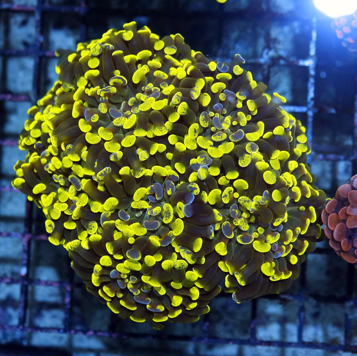 Hammer Branching Metallic Splatter