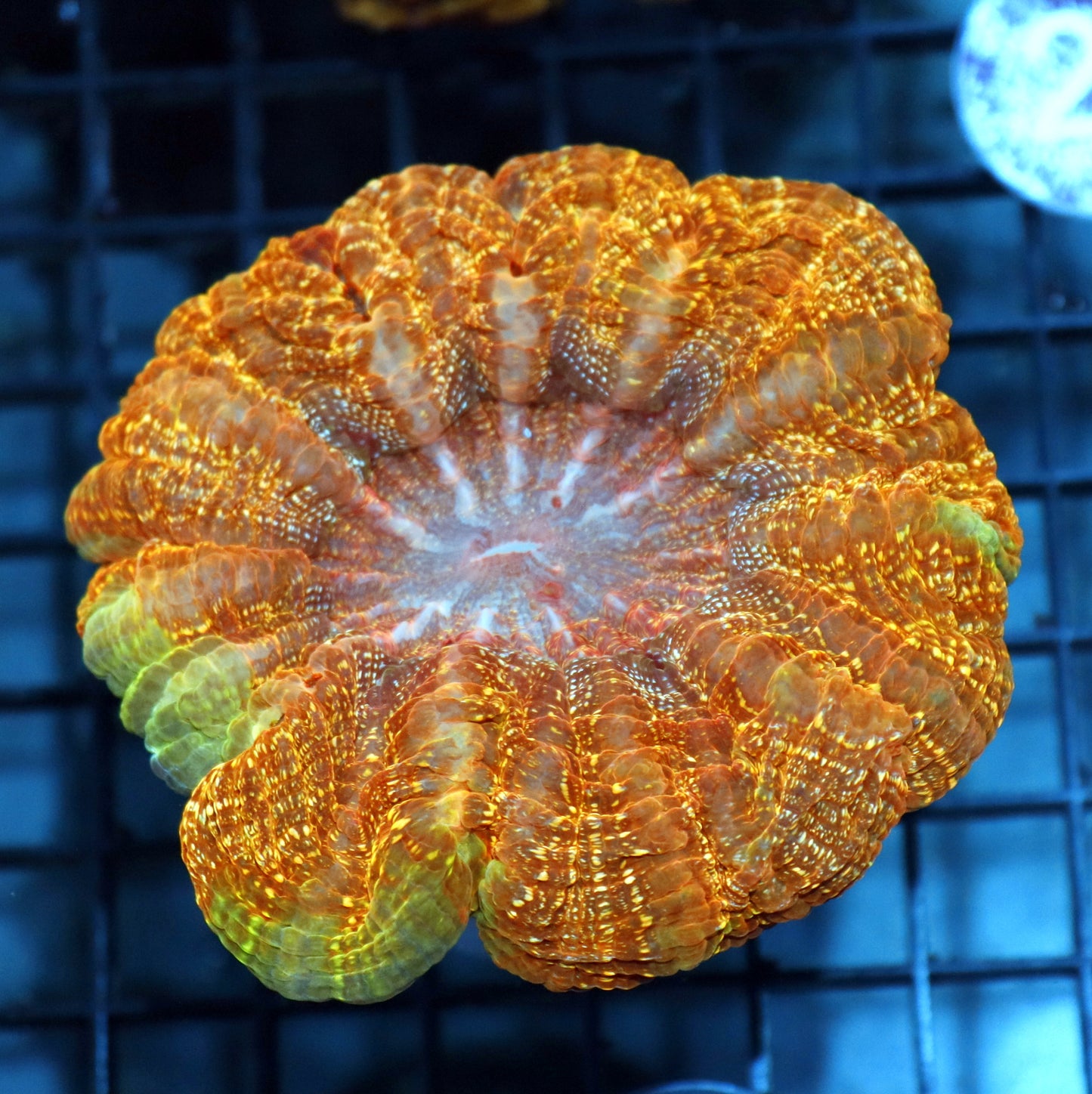 ACANTHOPHYLLIA GOLD METALLIC BK352