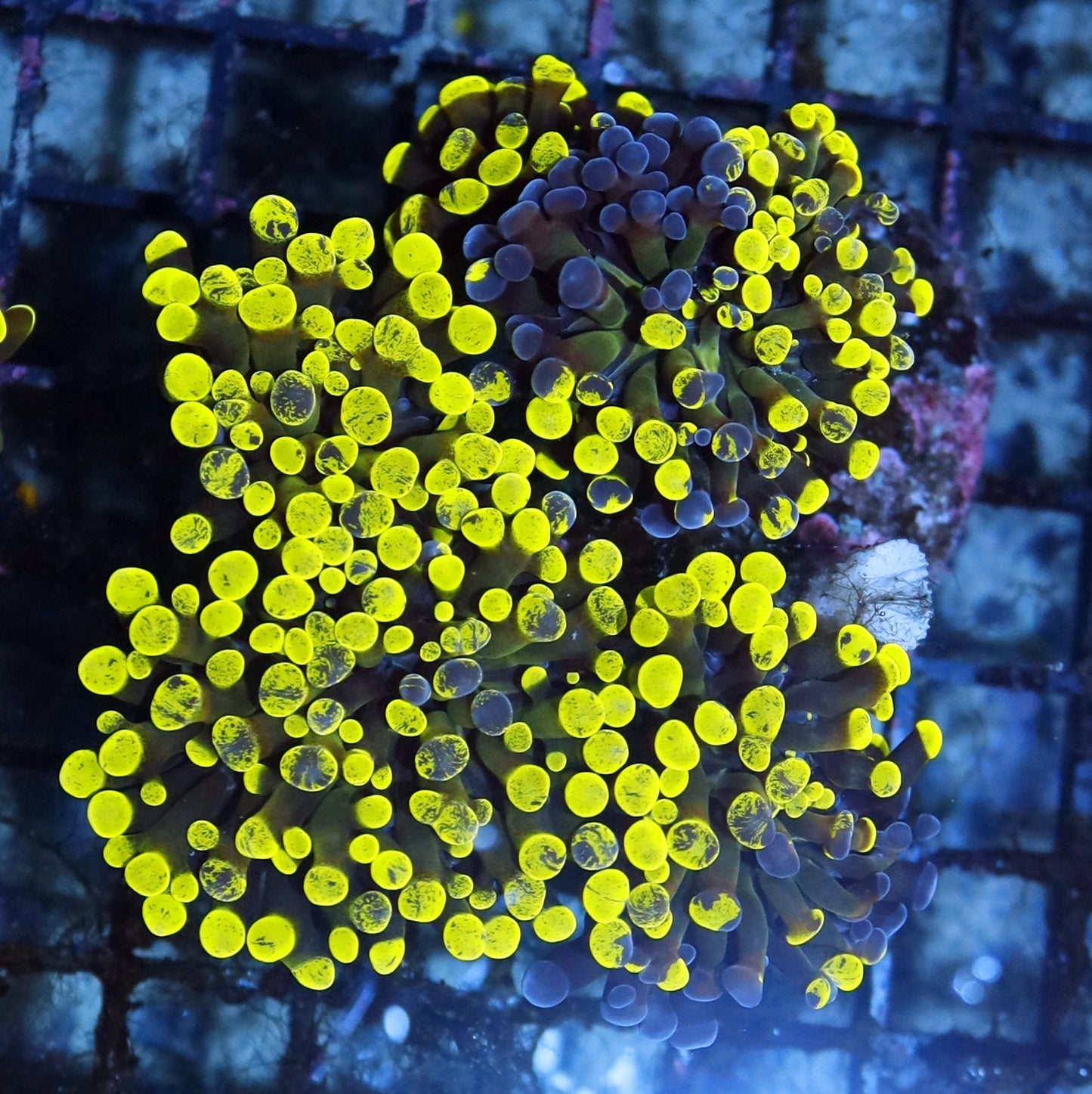 HAMMER SINGLE HEADS METALLIC GREEN SPLATTER