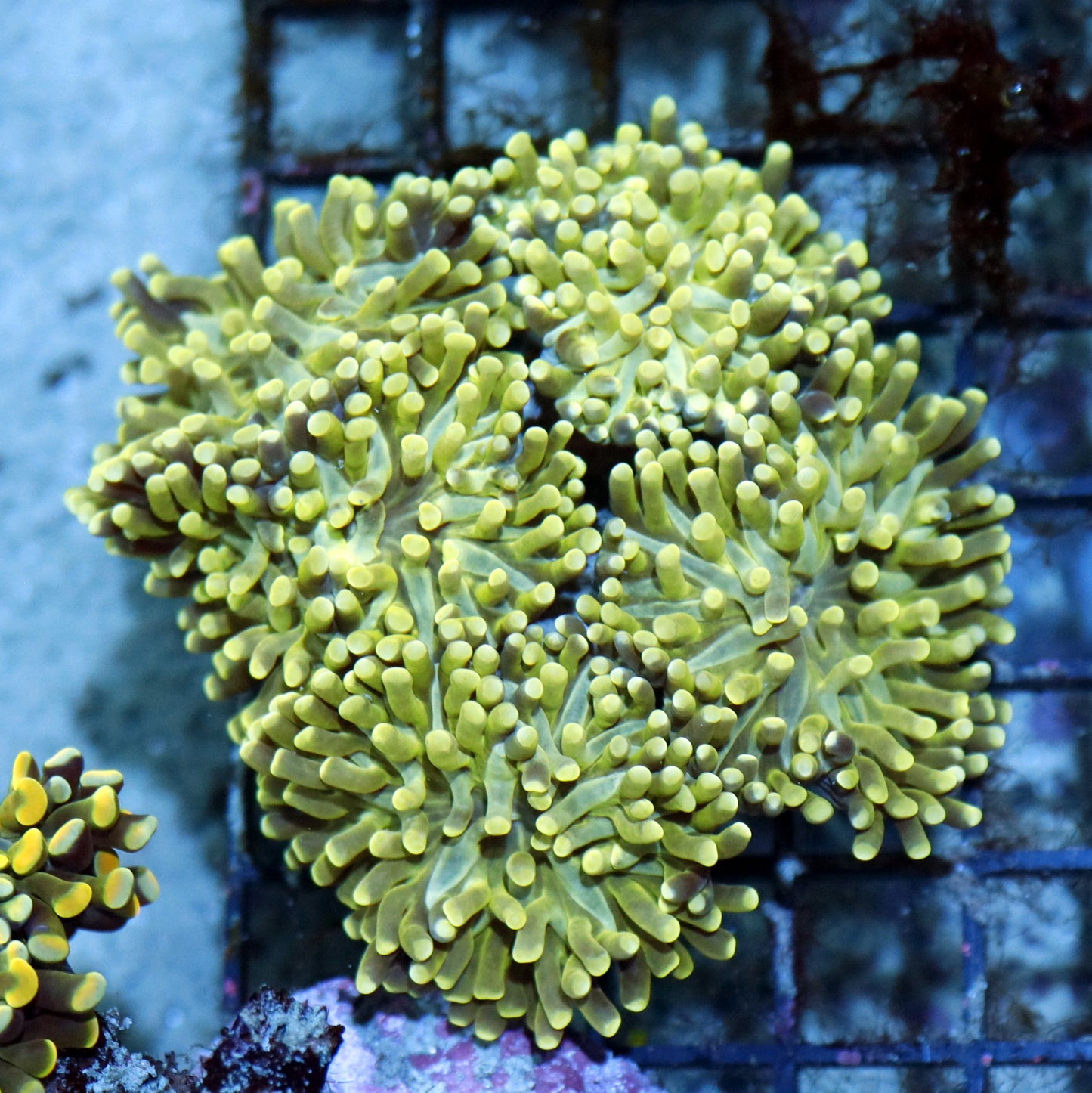 Hammer Branching Green Metallic