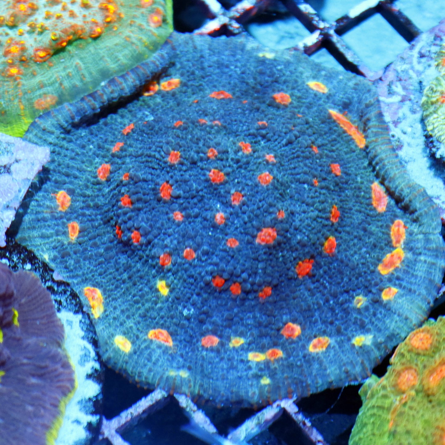 Chalice Miami hurricane