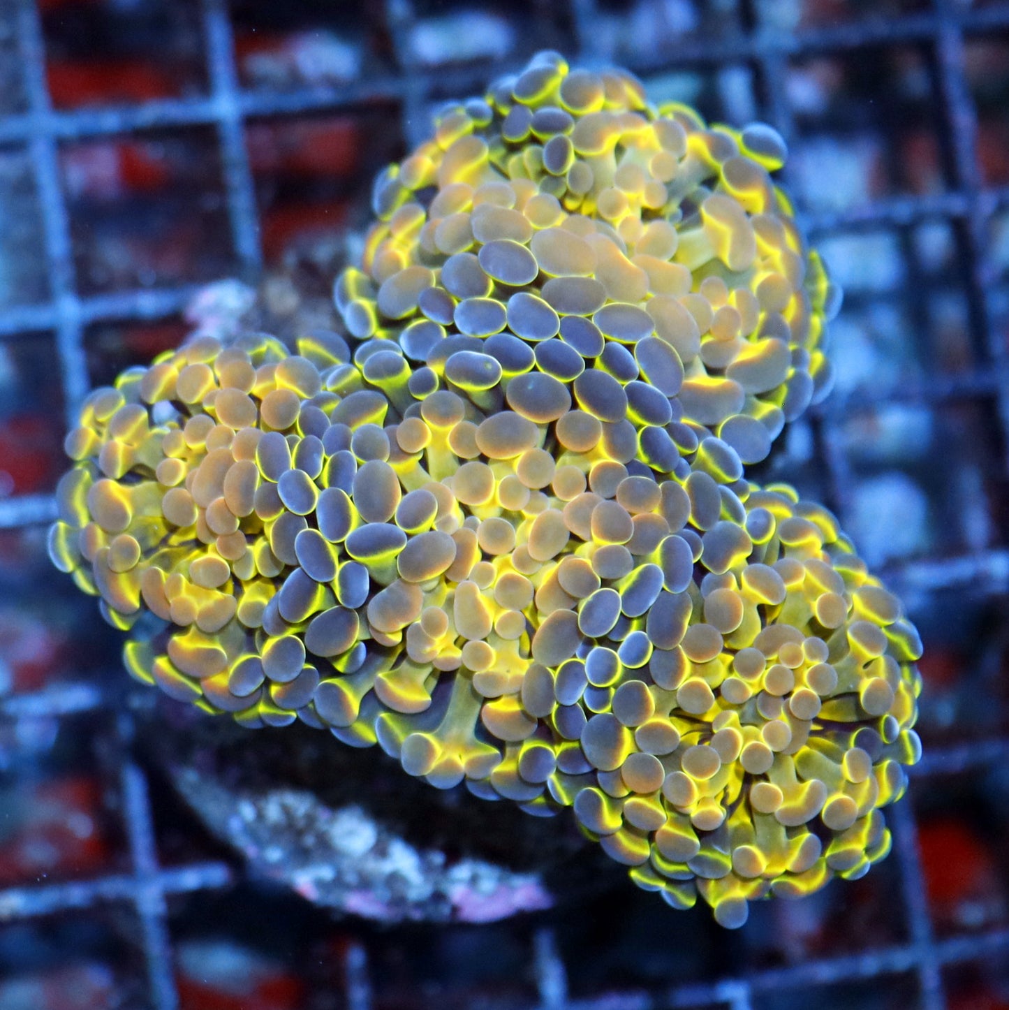 Hammer Branching Hologram