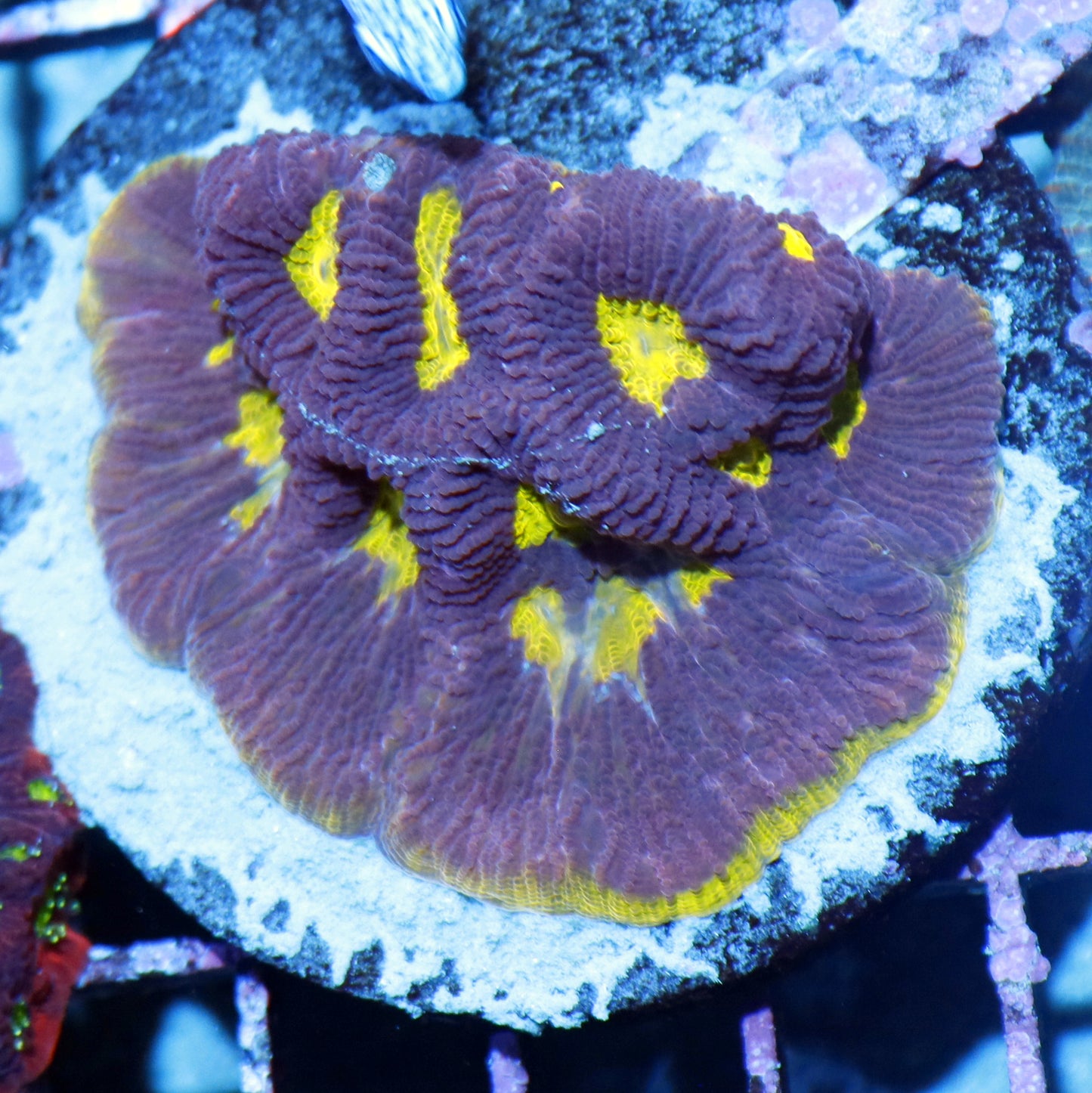 FAVIA PURPLE GREEN METALLIC