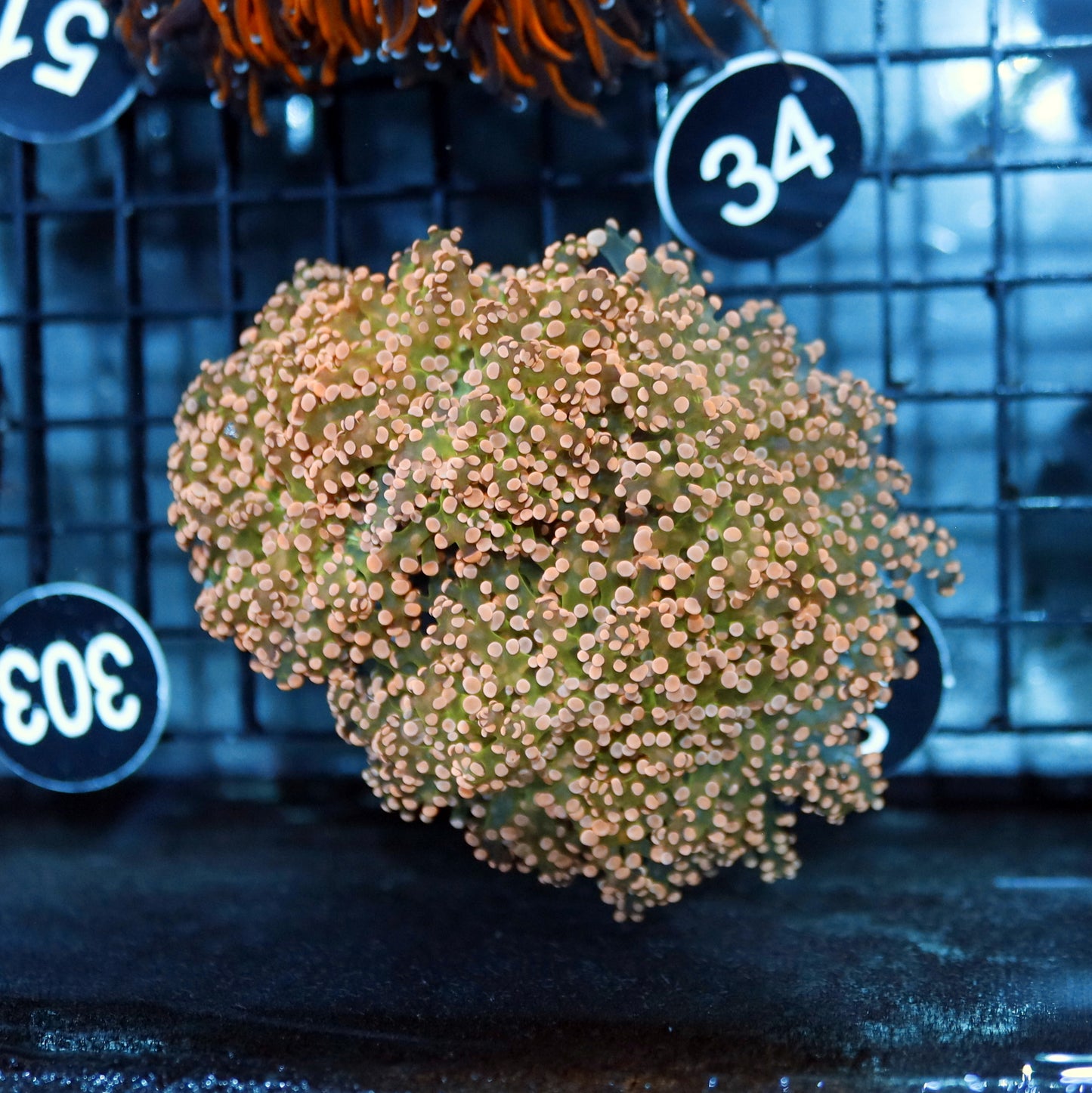 FROGSPAWN ORANGE GREEN METALLIC K250