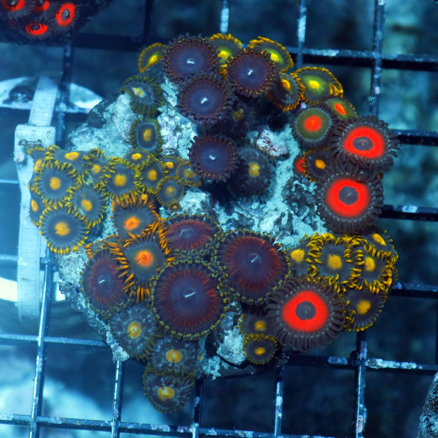 Zoanthid combo
