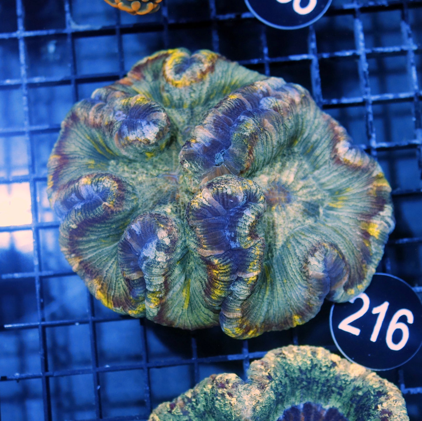 Trachyphyllia Brain green metallic BK216