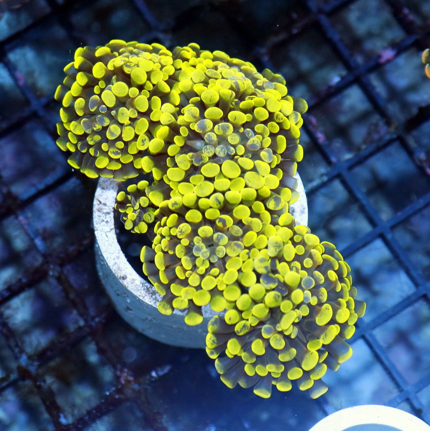 Hammer Branching Metallic Splatter