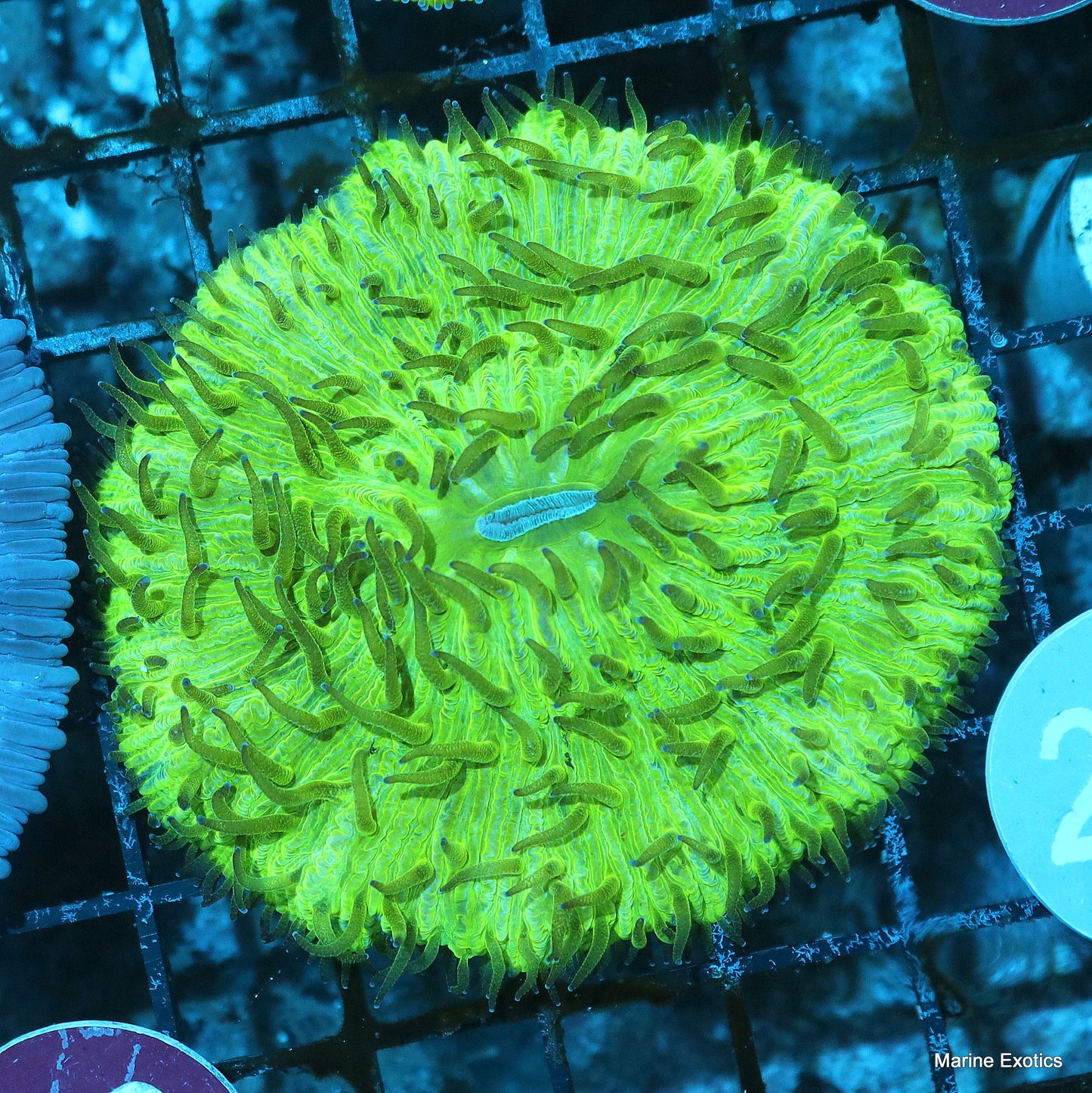 Fungia Plate metallic green