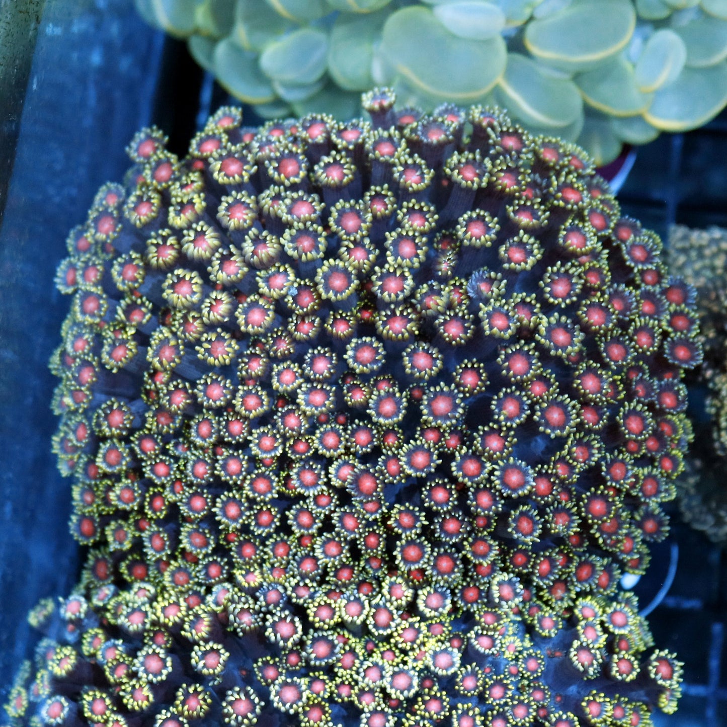 Goniopora red Eye Bk58