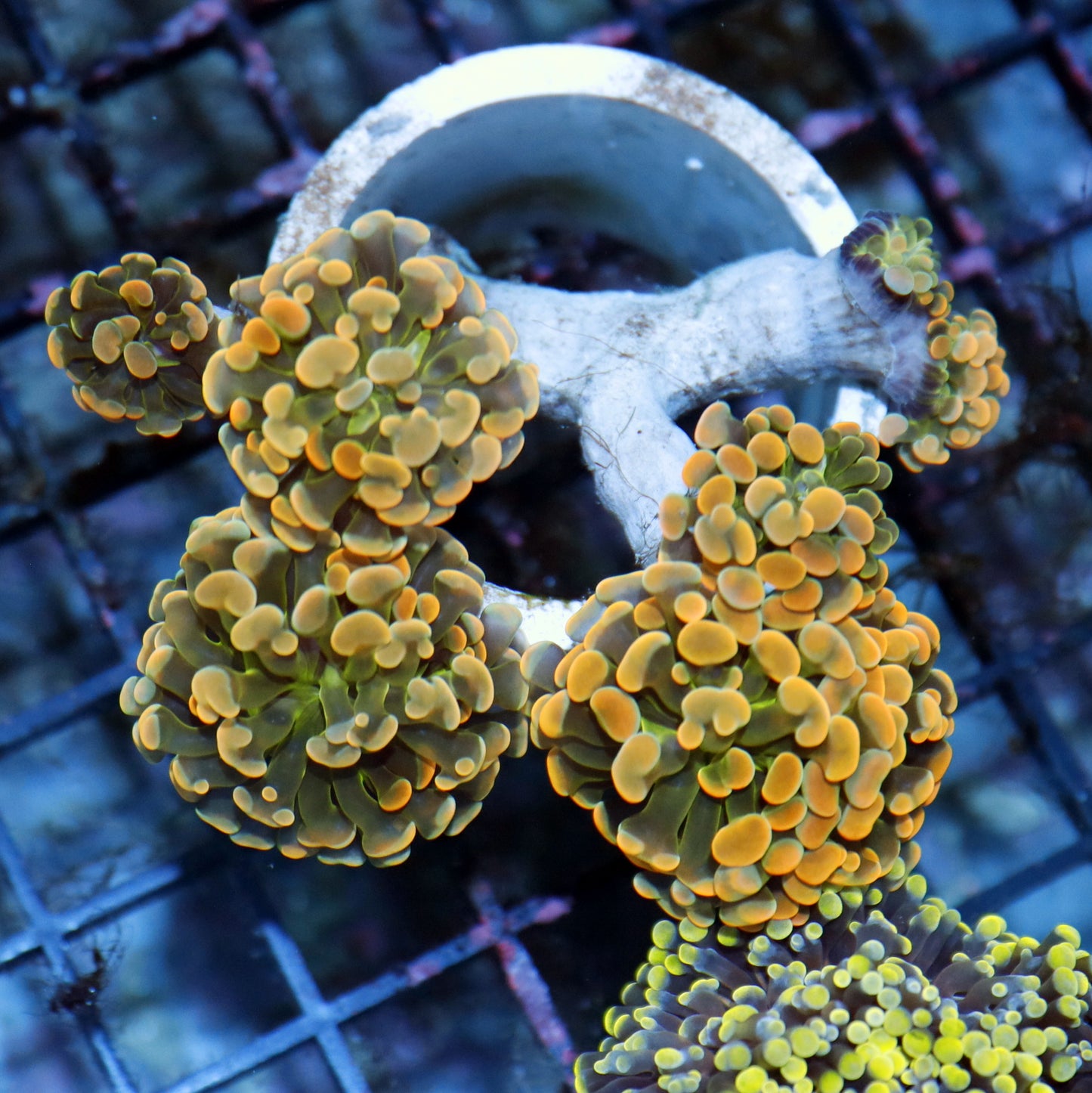 Hammer Branching Gold