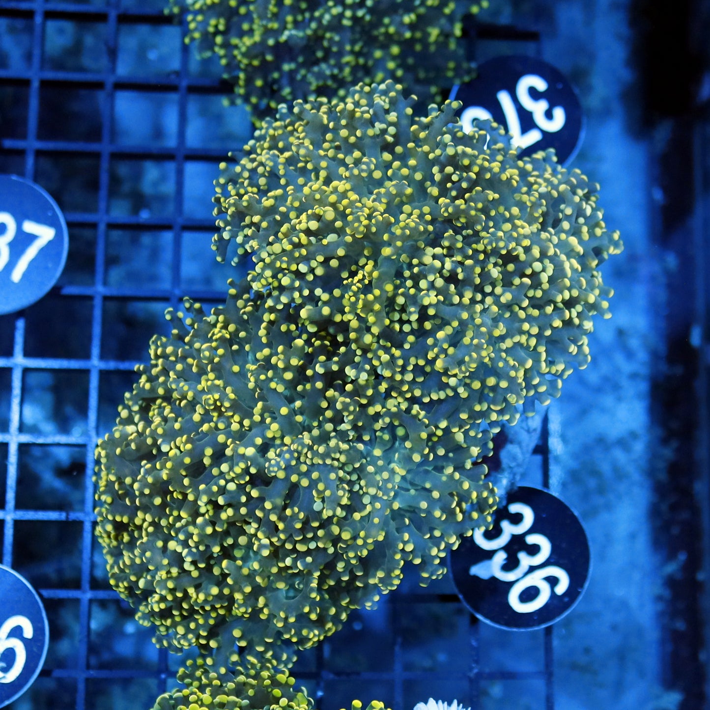 FROGSPAWN BRANCHING BK336