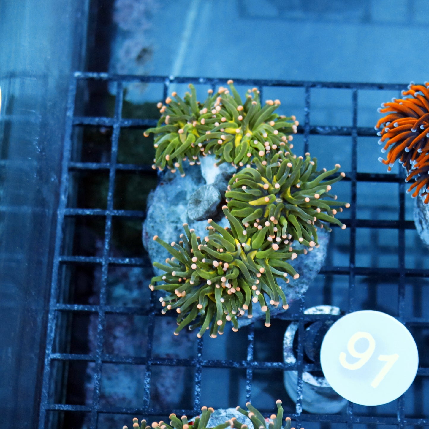 Torch metallic green pink tips B91