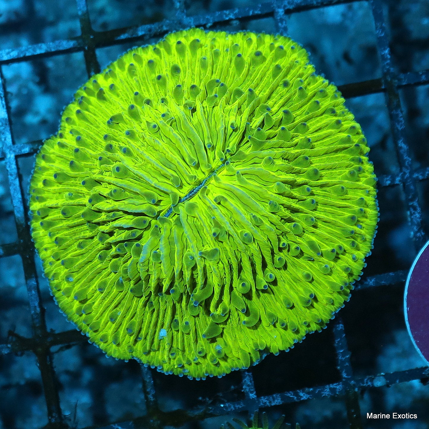 Plate green metallic