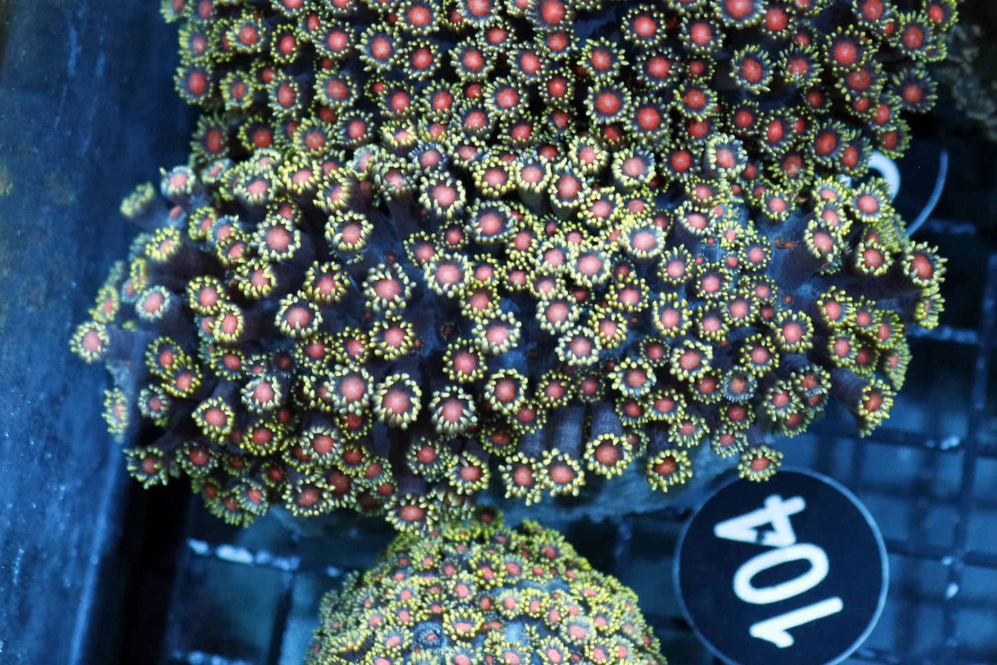 Goniopora red Eye Bk104