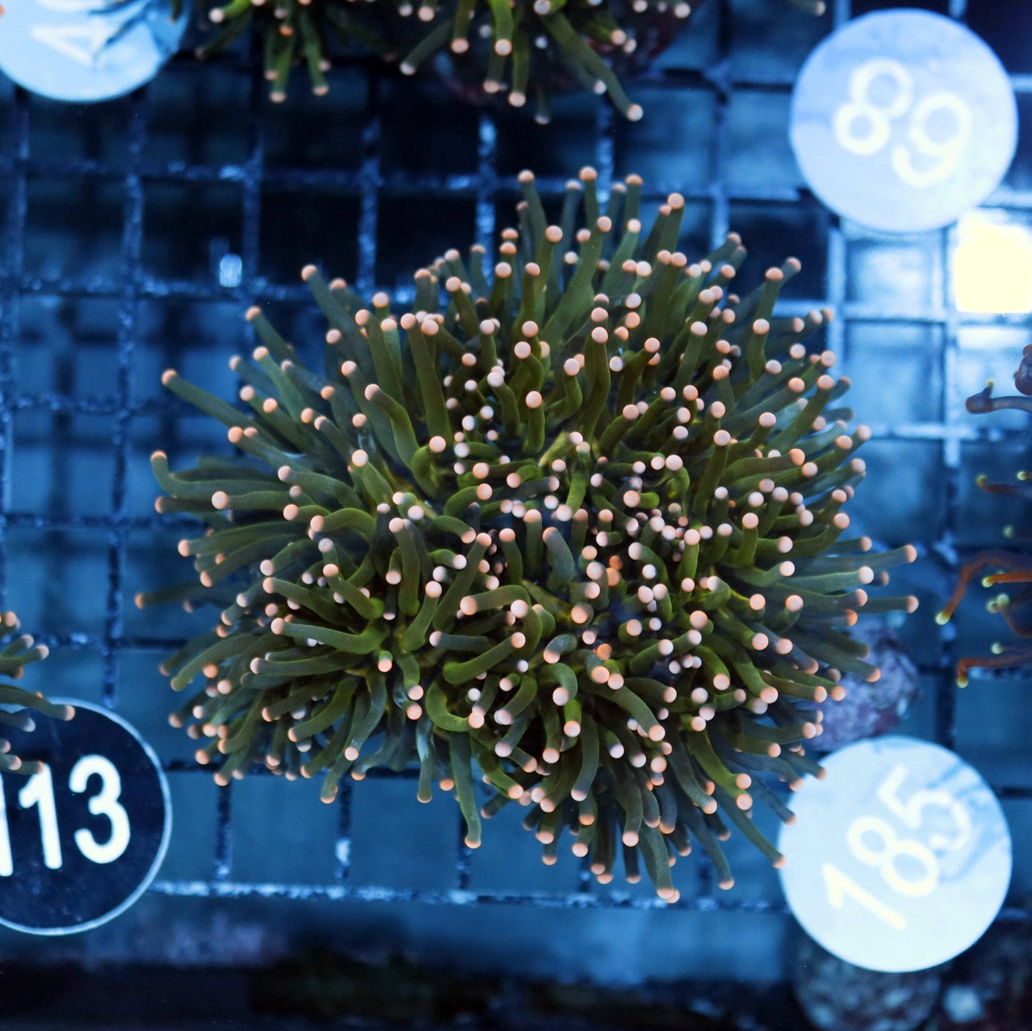 Torch metallic green pink tips B185