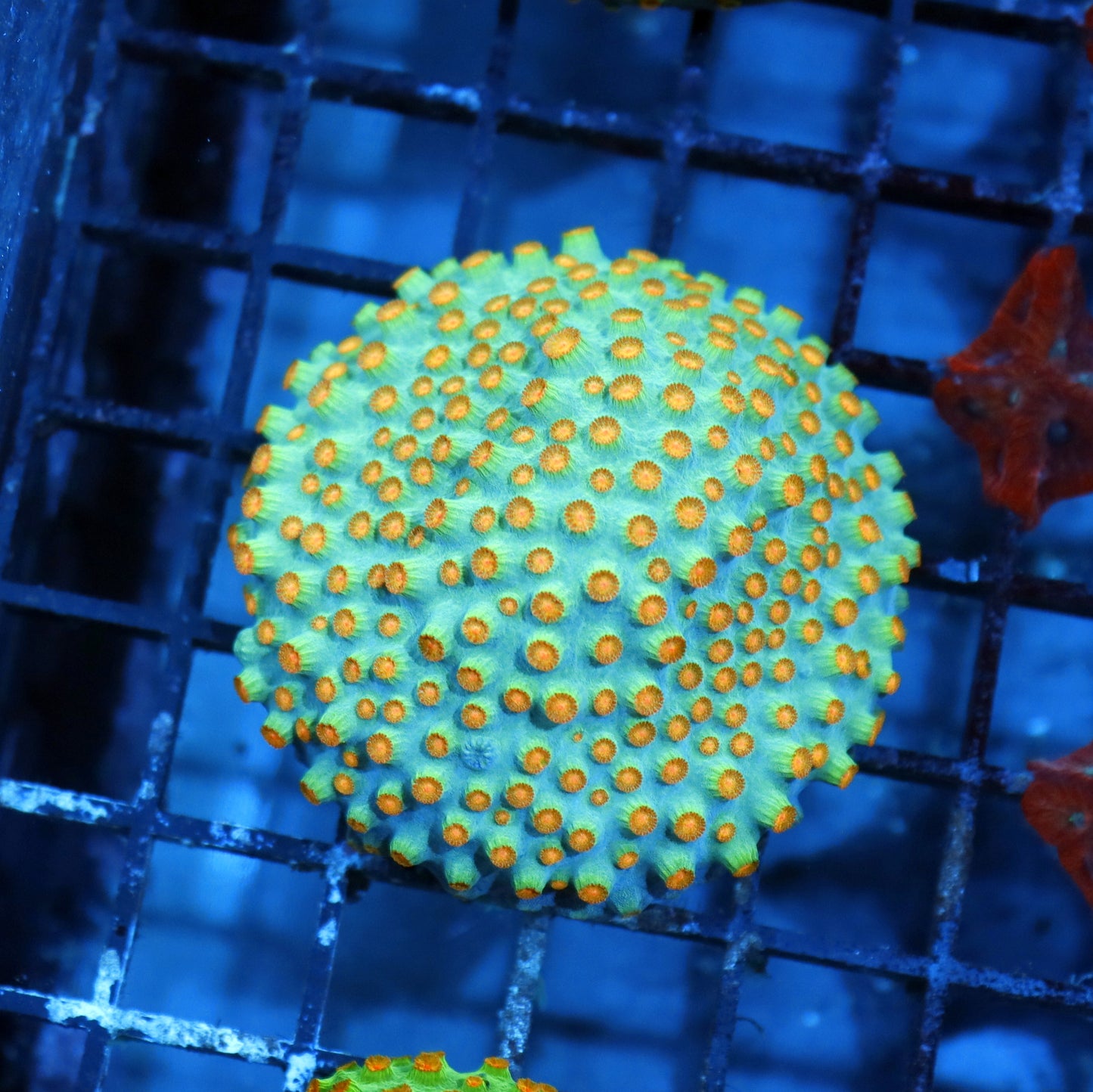 Cyphastrea Metallic