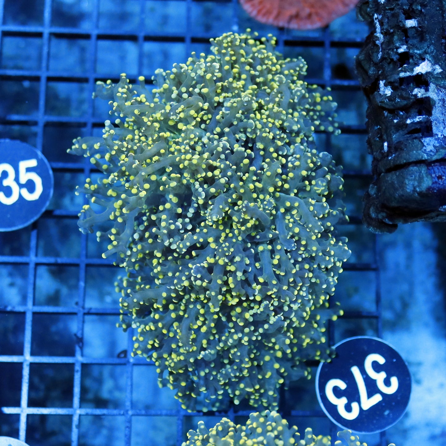 FROGSPAWN BRANCHING BK373