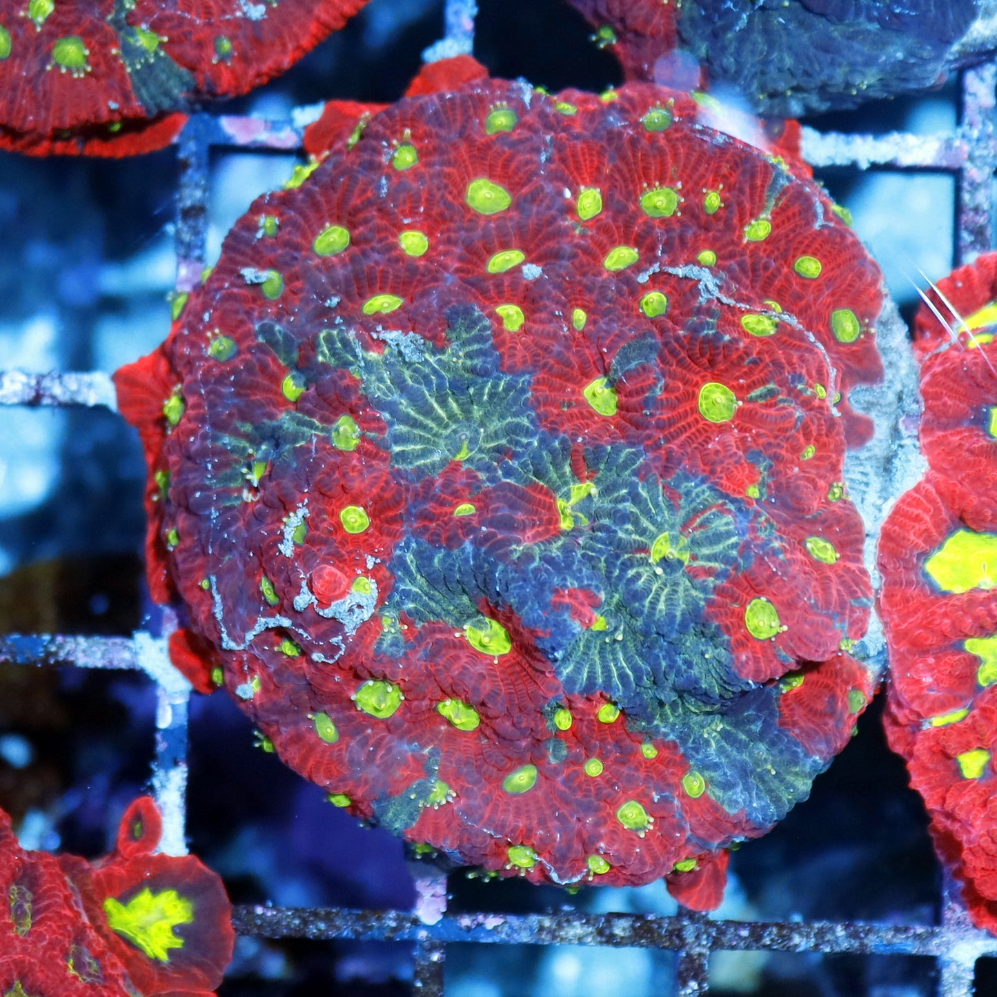 FAVIA WAR CORAL