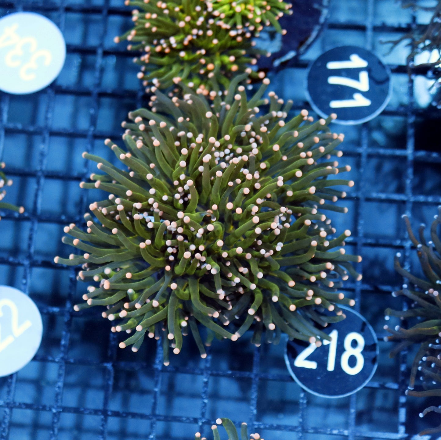 Torch metallic green pink tips BK218