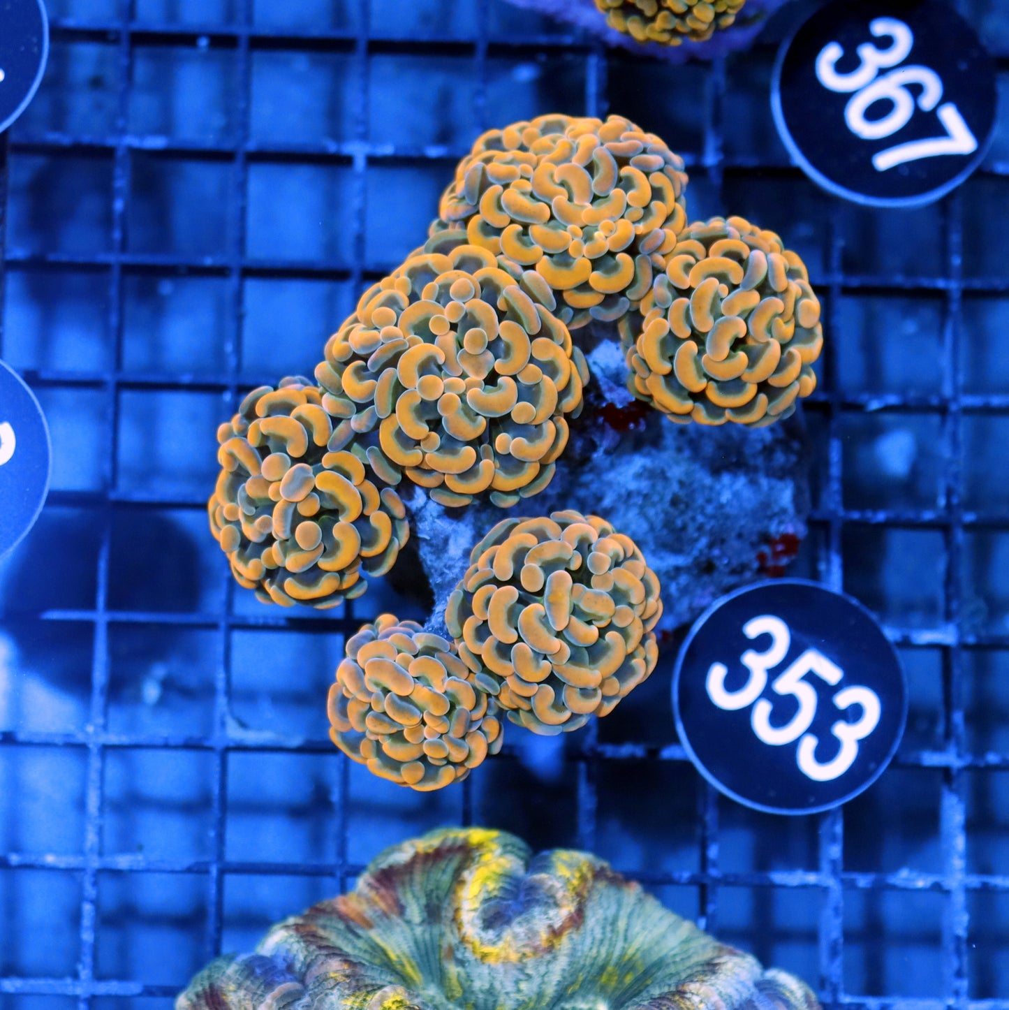 Hammer Branching gold BK353
