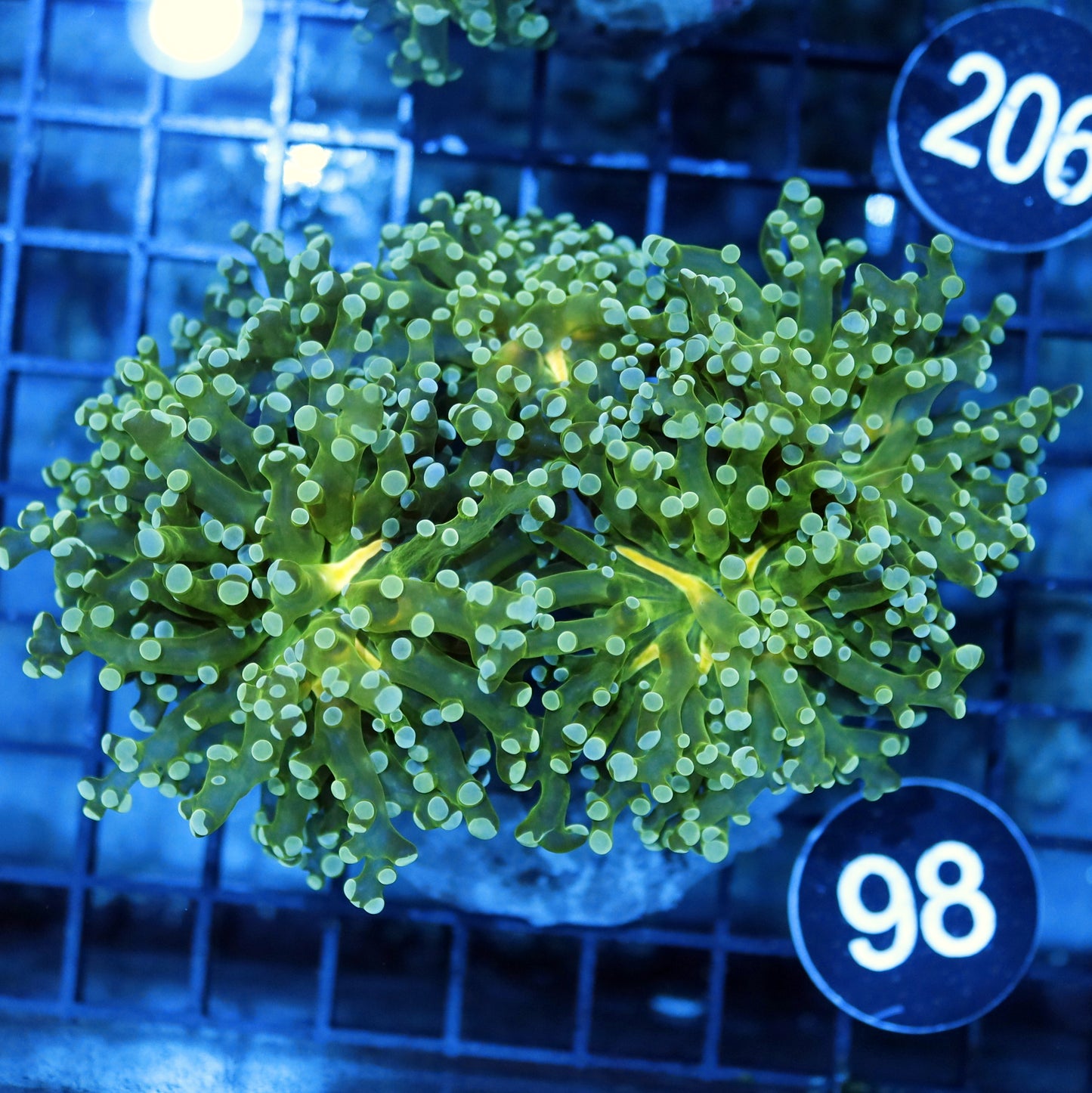 FROGSPAWN BRANCHING BK98