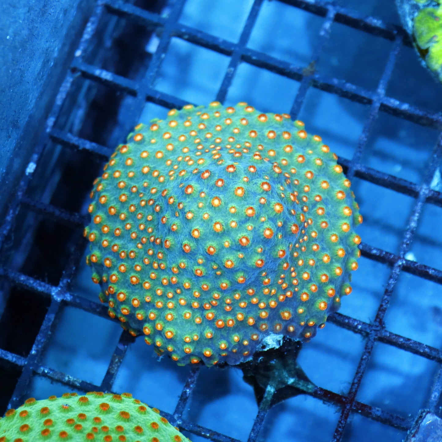 Cyphastrea Metallic